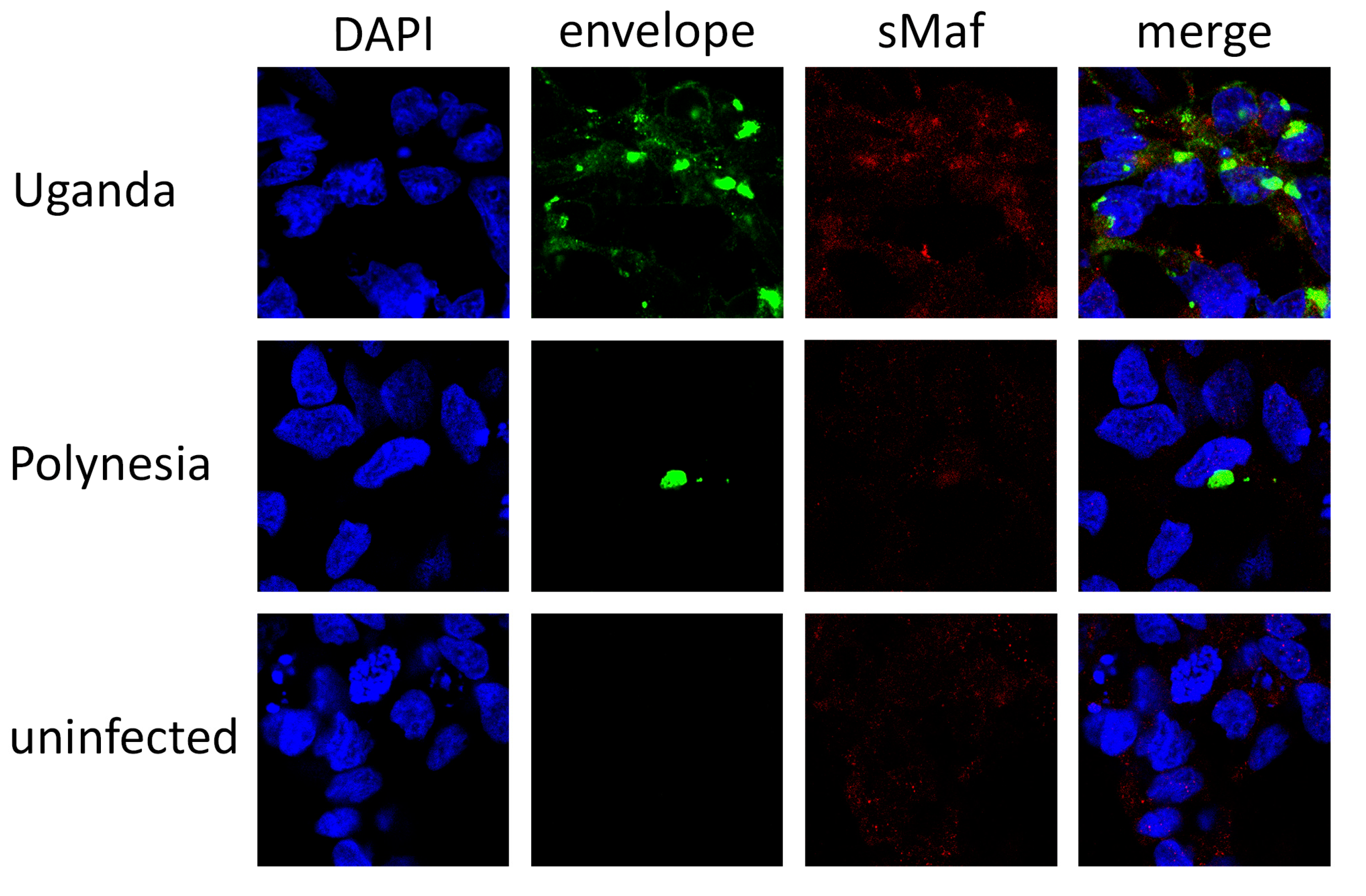 Viruses 12 01219 g010 Viruses 12 01219 g010