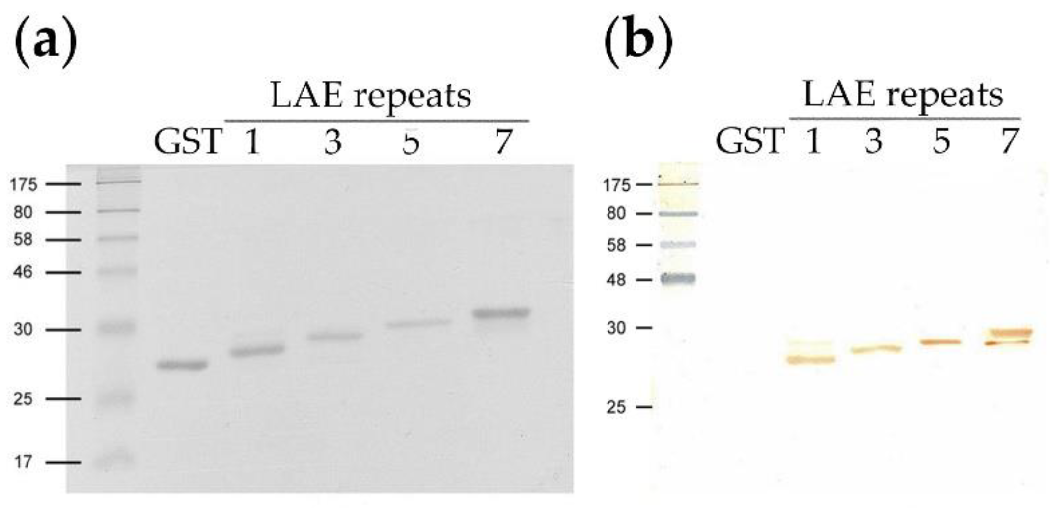 Viruses 12 01225 g003 Viruses 12 01225 g003