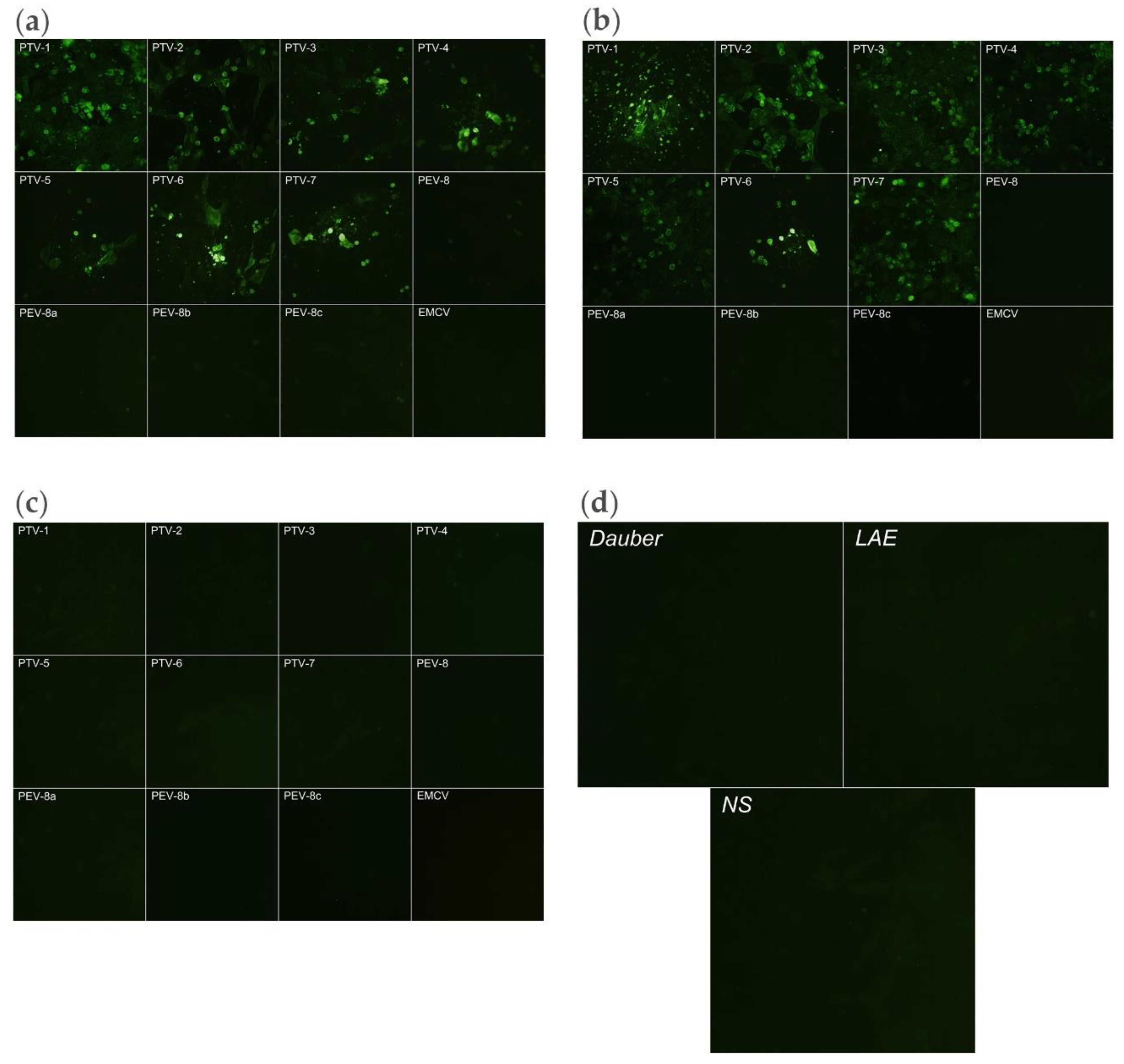 Viruses 12 01225 g006 Viruses 12 01225 g006