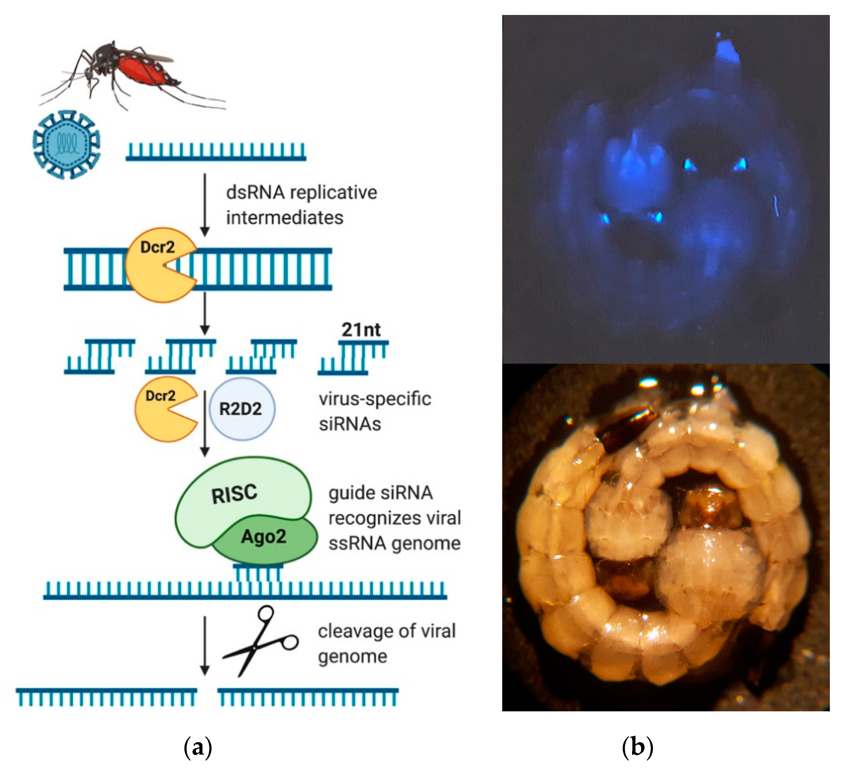 Viruses Free Full Text The Antiviral Small Interfering Rna Pathway Induces Zika Virus Resistance In Transgenic Aedes Aegypti Html