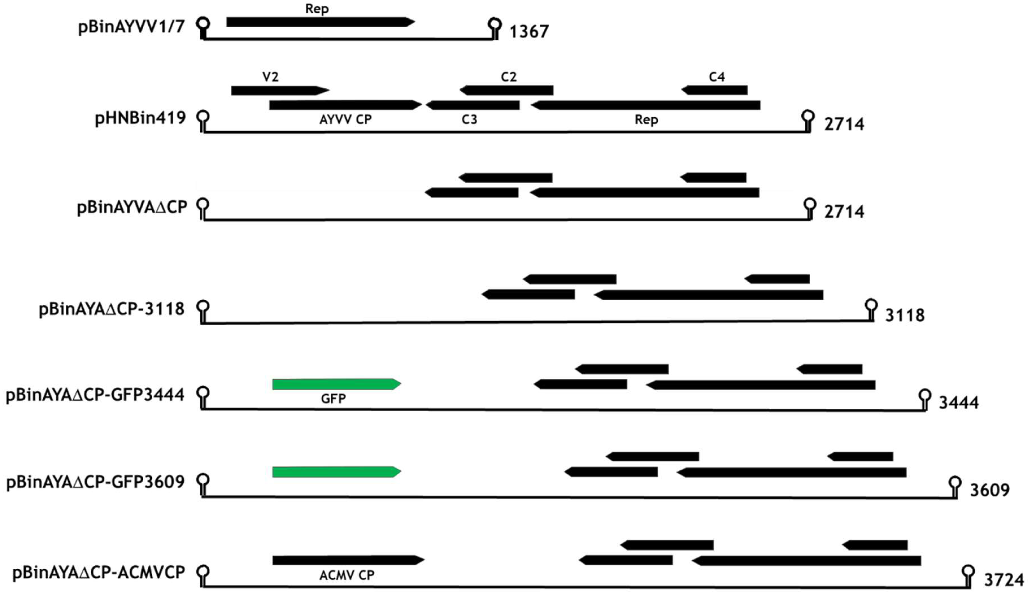 Viruses 12 01235 g001 Viruses 12 01235 g001
