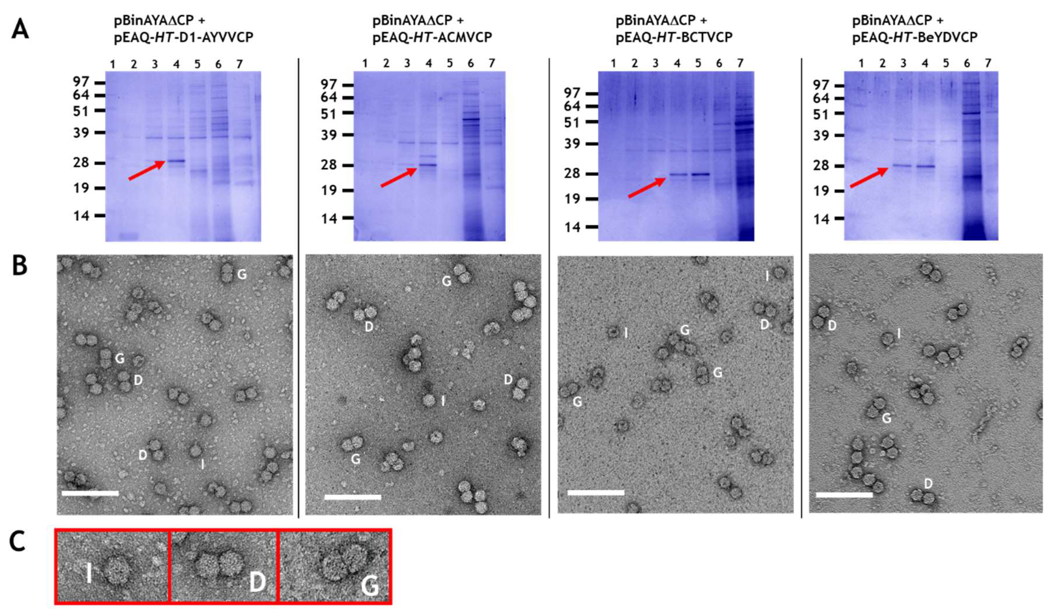 Viruses 12 01235 g003 Viruses 12 01235 g003