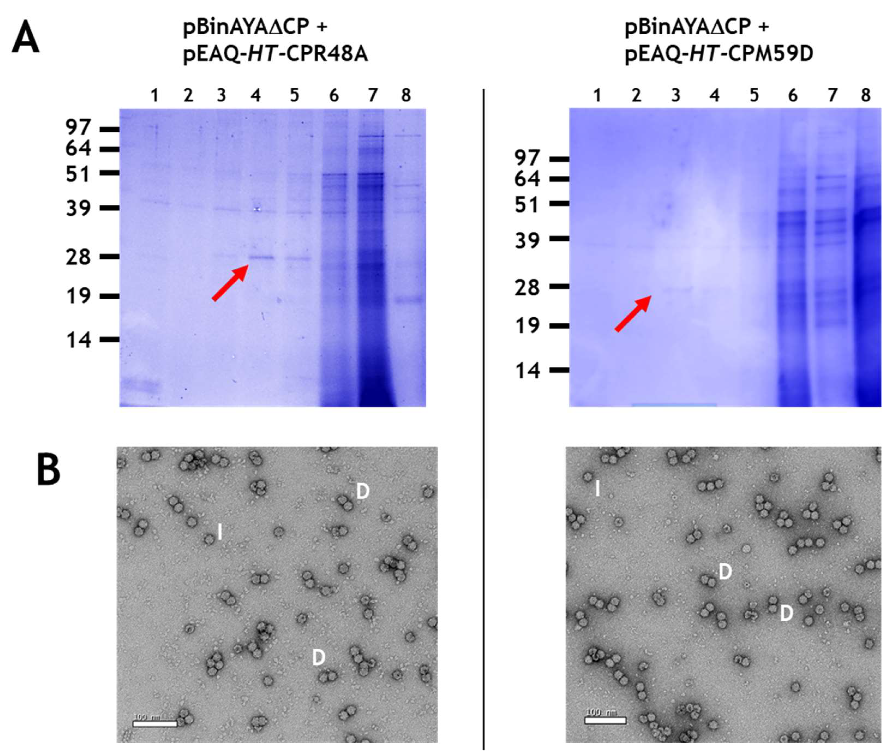 Viruses 12 01235 g004 Viruses 12 01235 g004