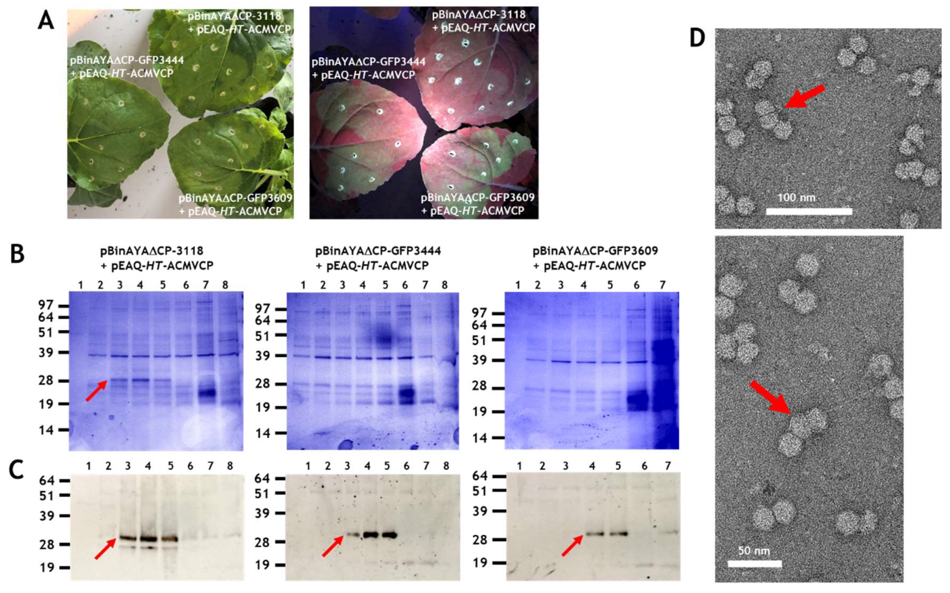 Viruses 12 01235 g005 Viruses 12 01235 g005