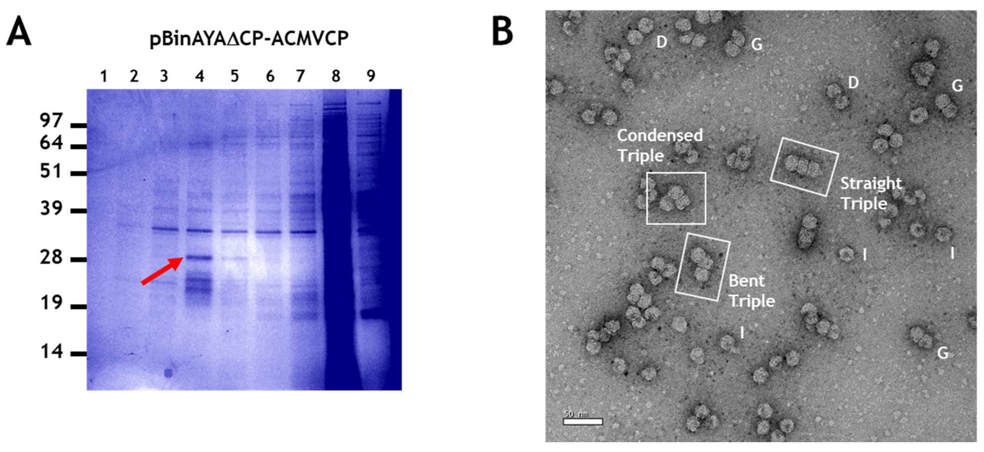 Viruses 12 01235 g006 Viruses 12 01235 g006