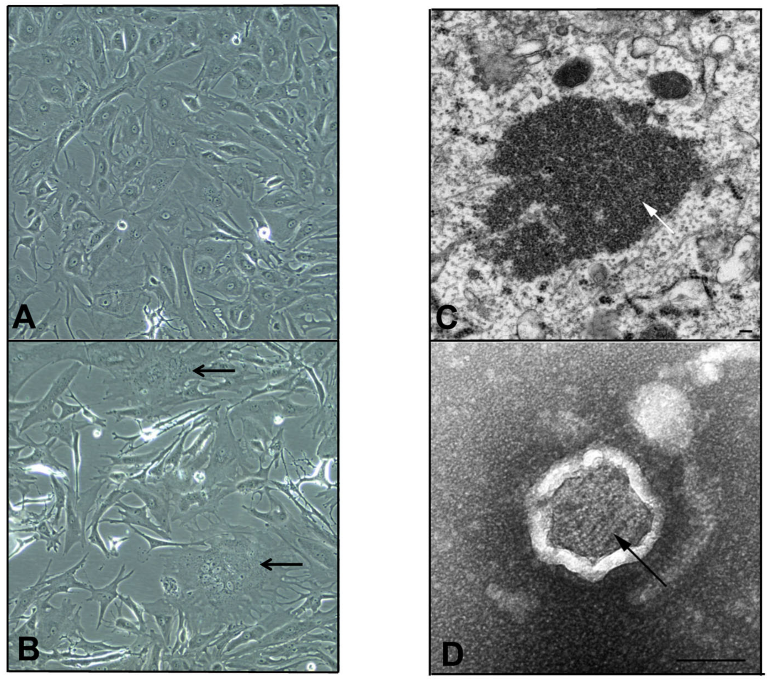Viruses 12 01236 g001 Viruses 12 01236 g001