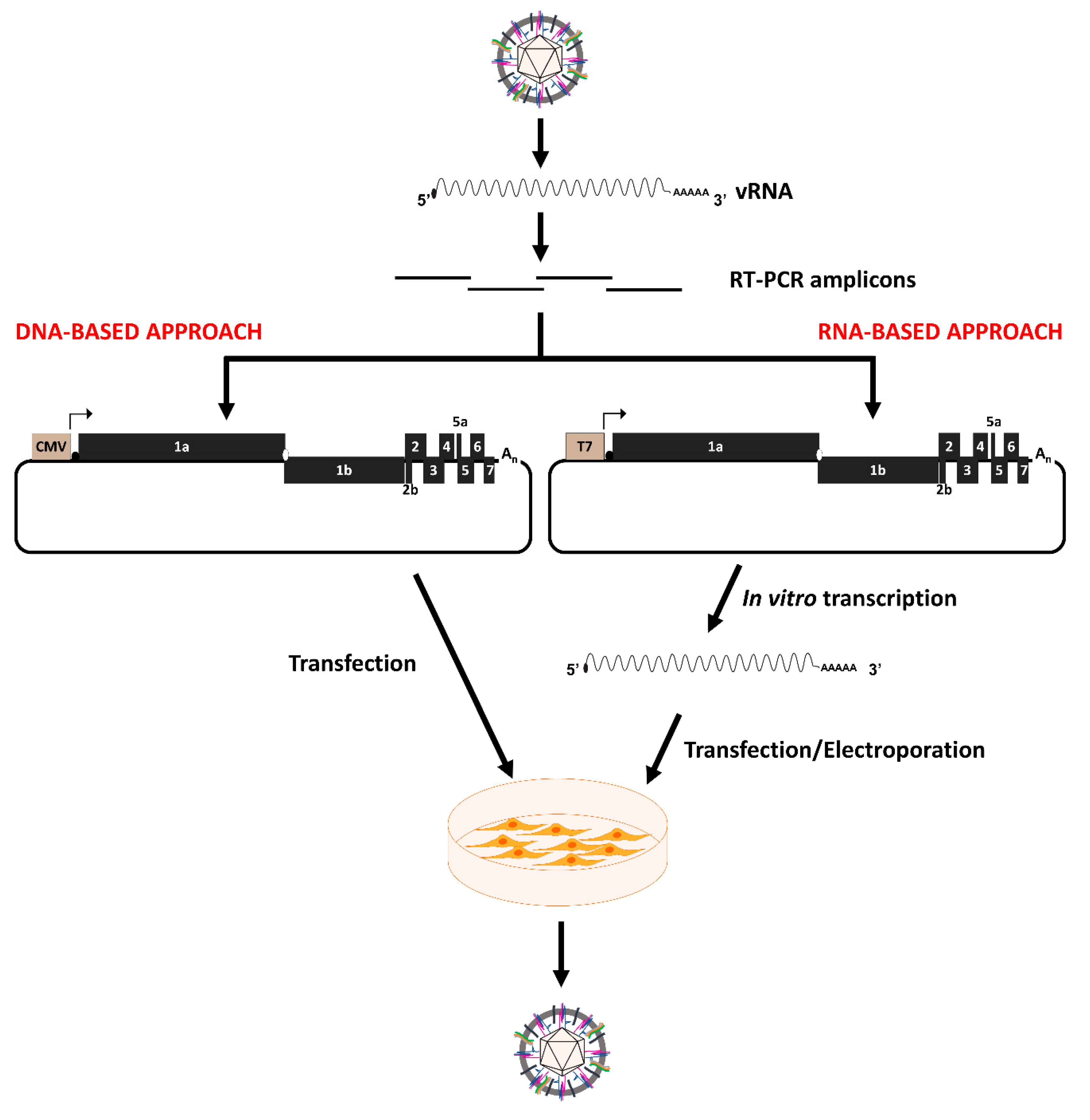 Schematic diagram (not to scale) of the SIV genomic RNA. The leader of