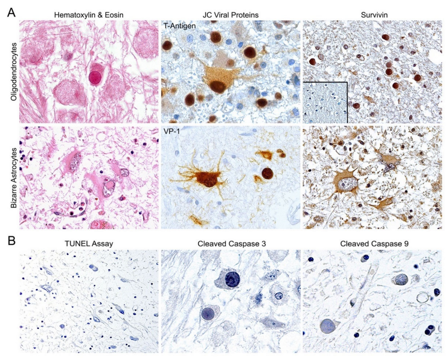 Viruses 12 01253 g001 Viruses 12 01253 g001
