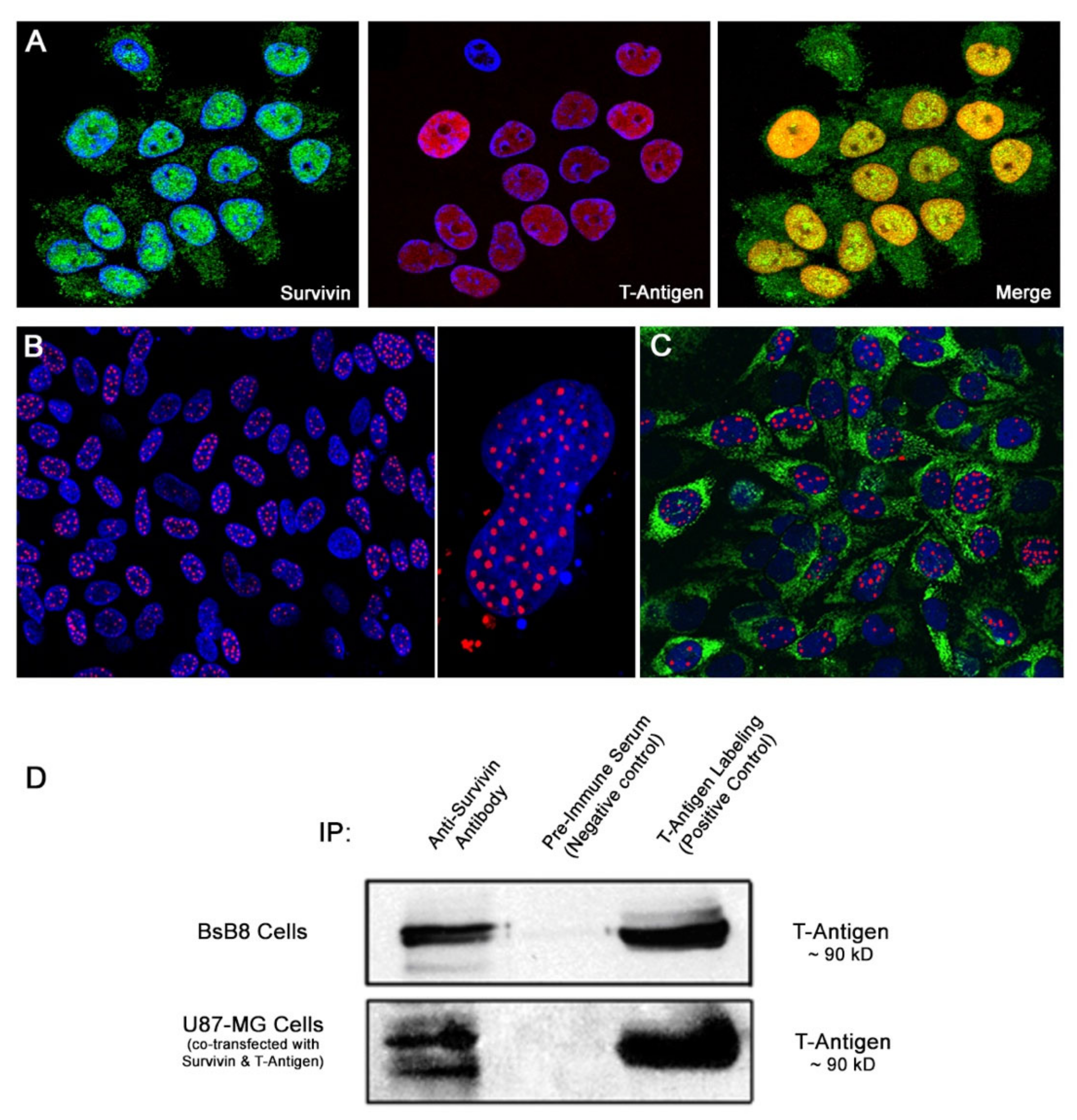 Viruses 12 01253 g003 Viruses 12 01253 g003