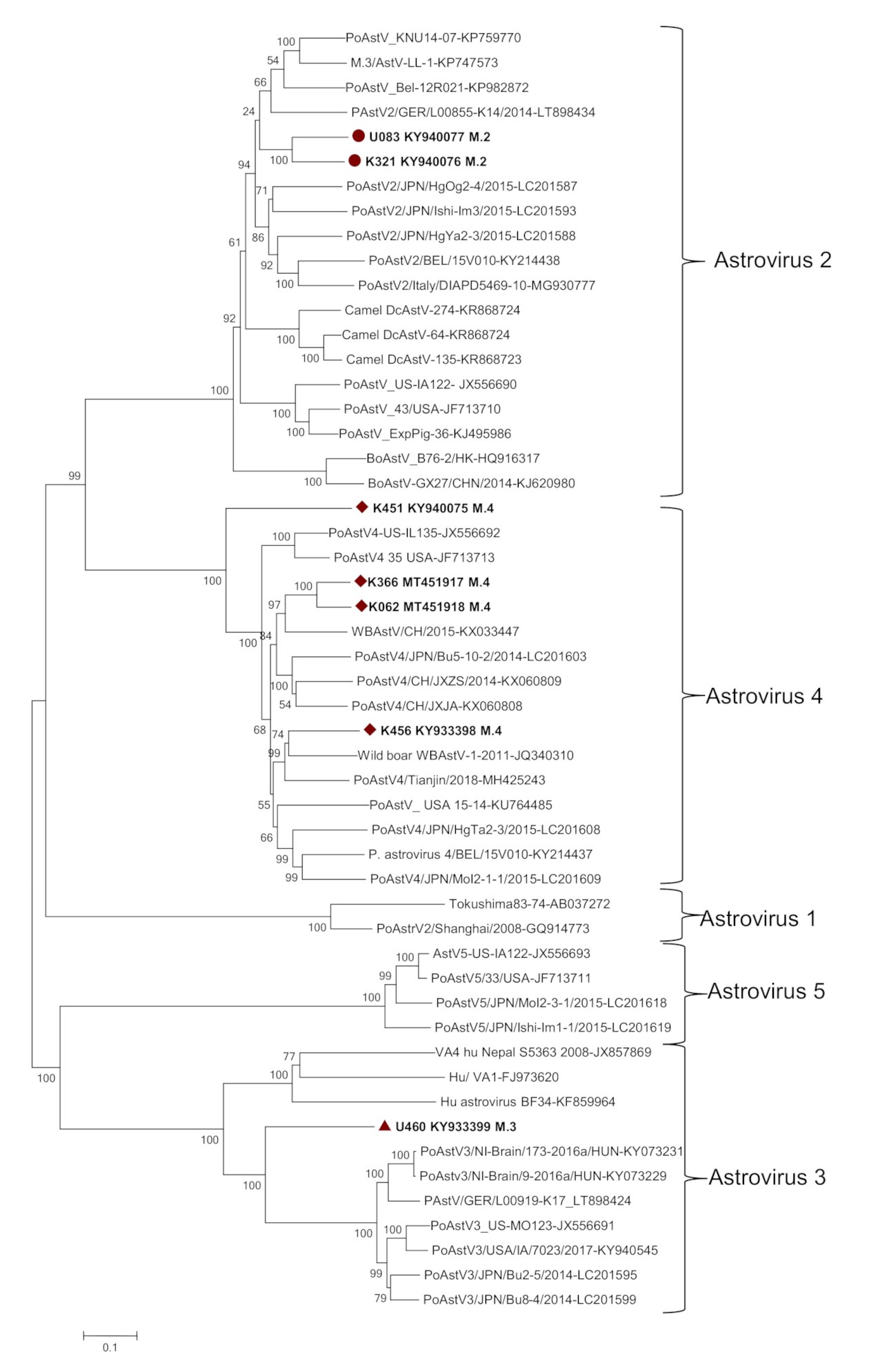 Viruses 12 01262 g001
