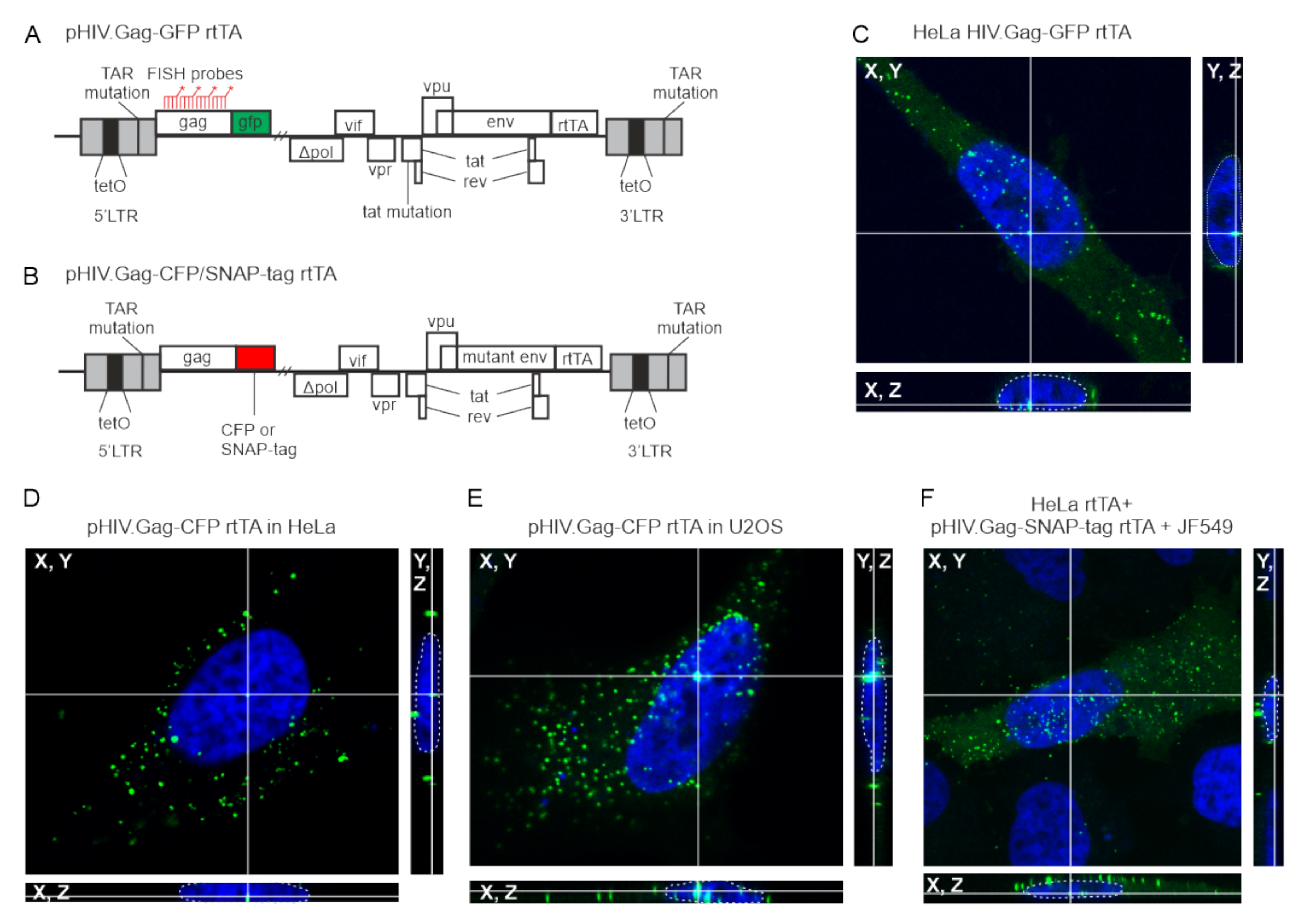 Viruses 12 01281 g001 Viruses 12 01281 g001