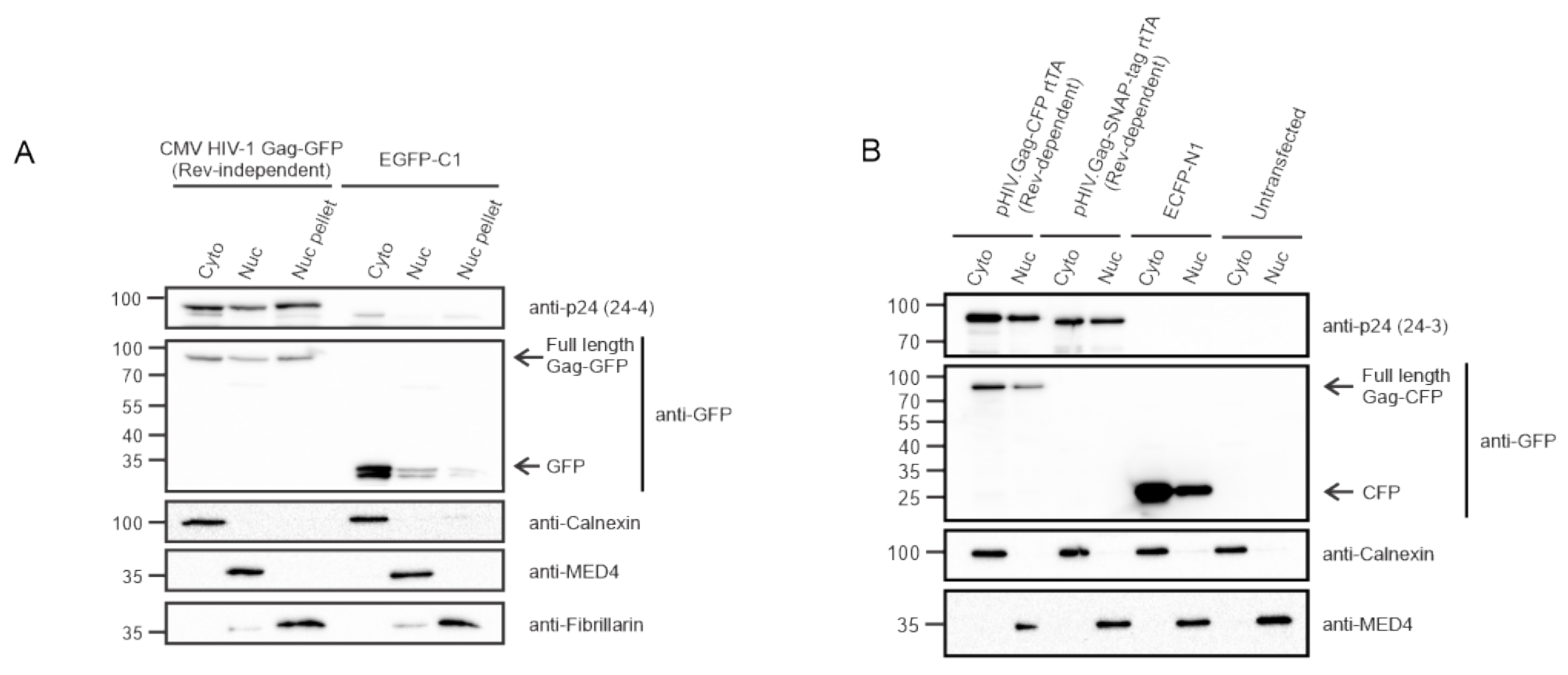 Viruses 12 01281 g002 Viruses 12 01281 g002