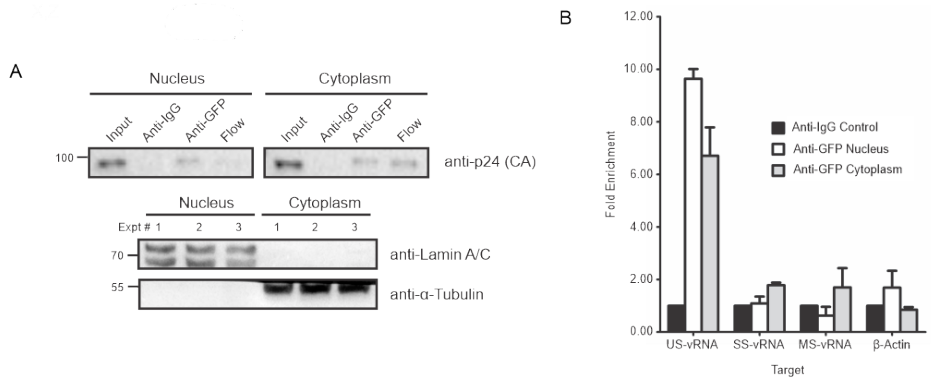 Viruses 12 01281 g004 Viruses 12 01281 g004