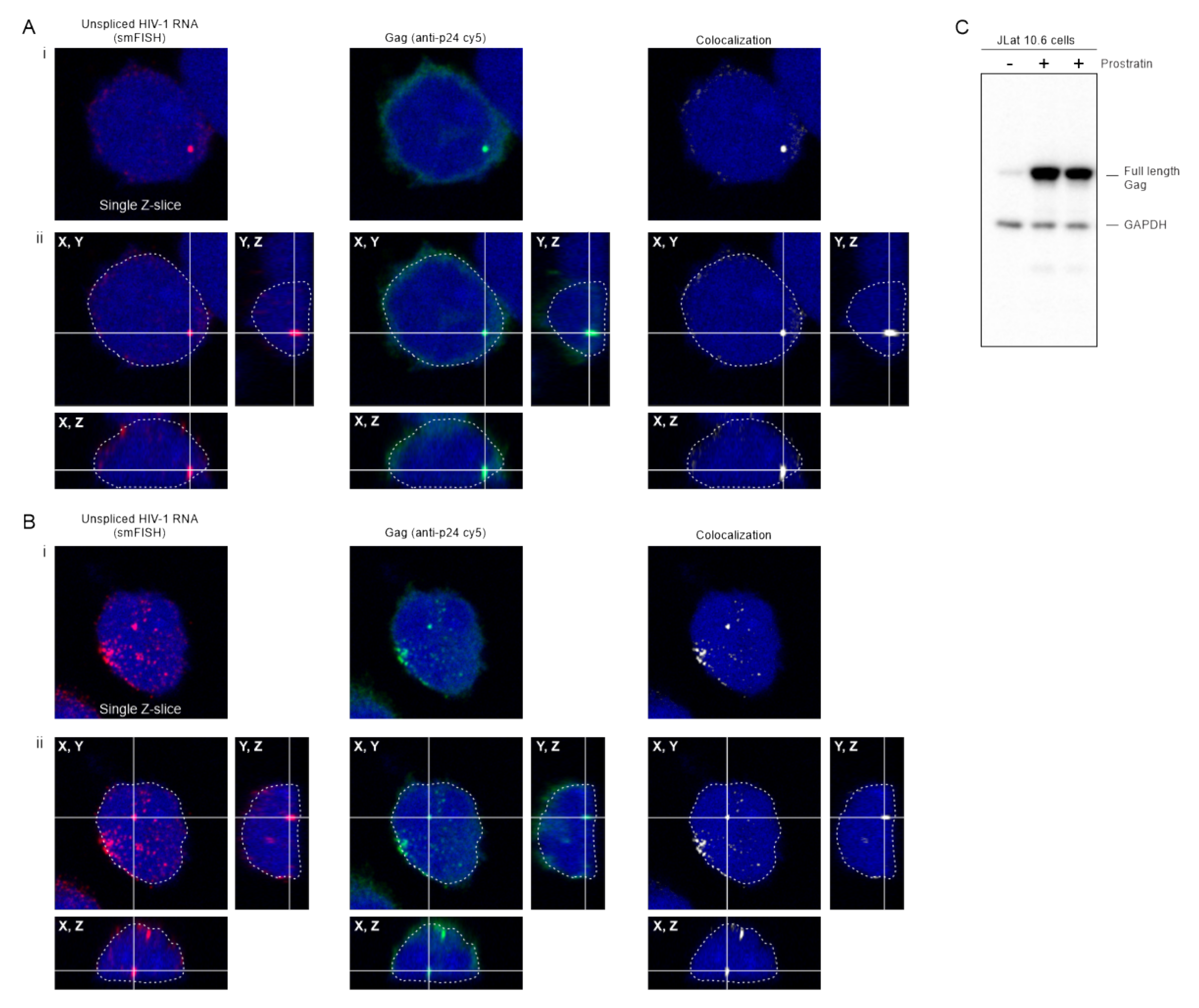 Viruses 12 01281 g008 Viruses 12 01281 g008