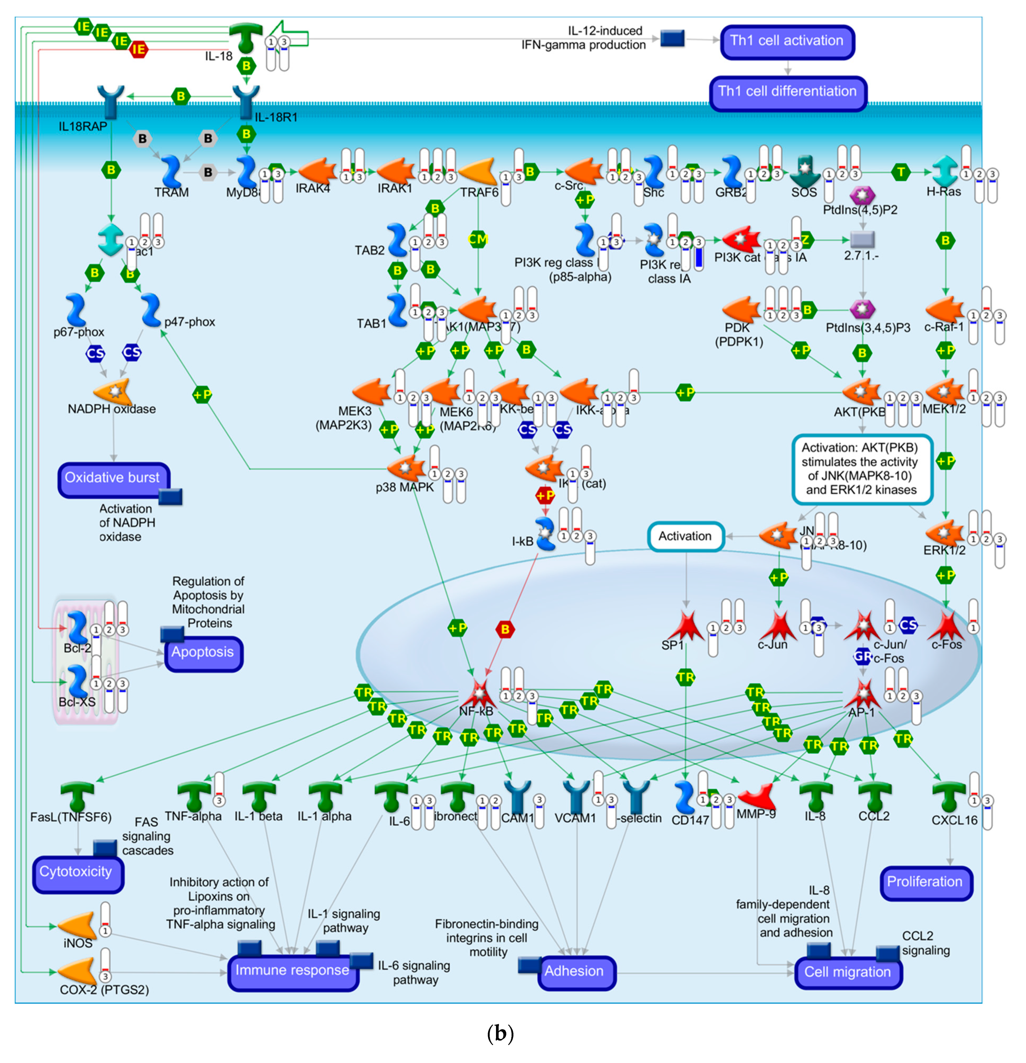 Viruses 12 01284 g004b Viruses 12 01284 g004b