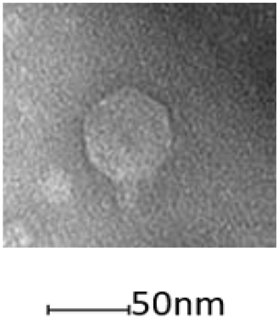 Viruses 12 01286 g001