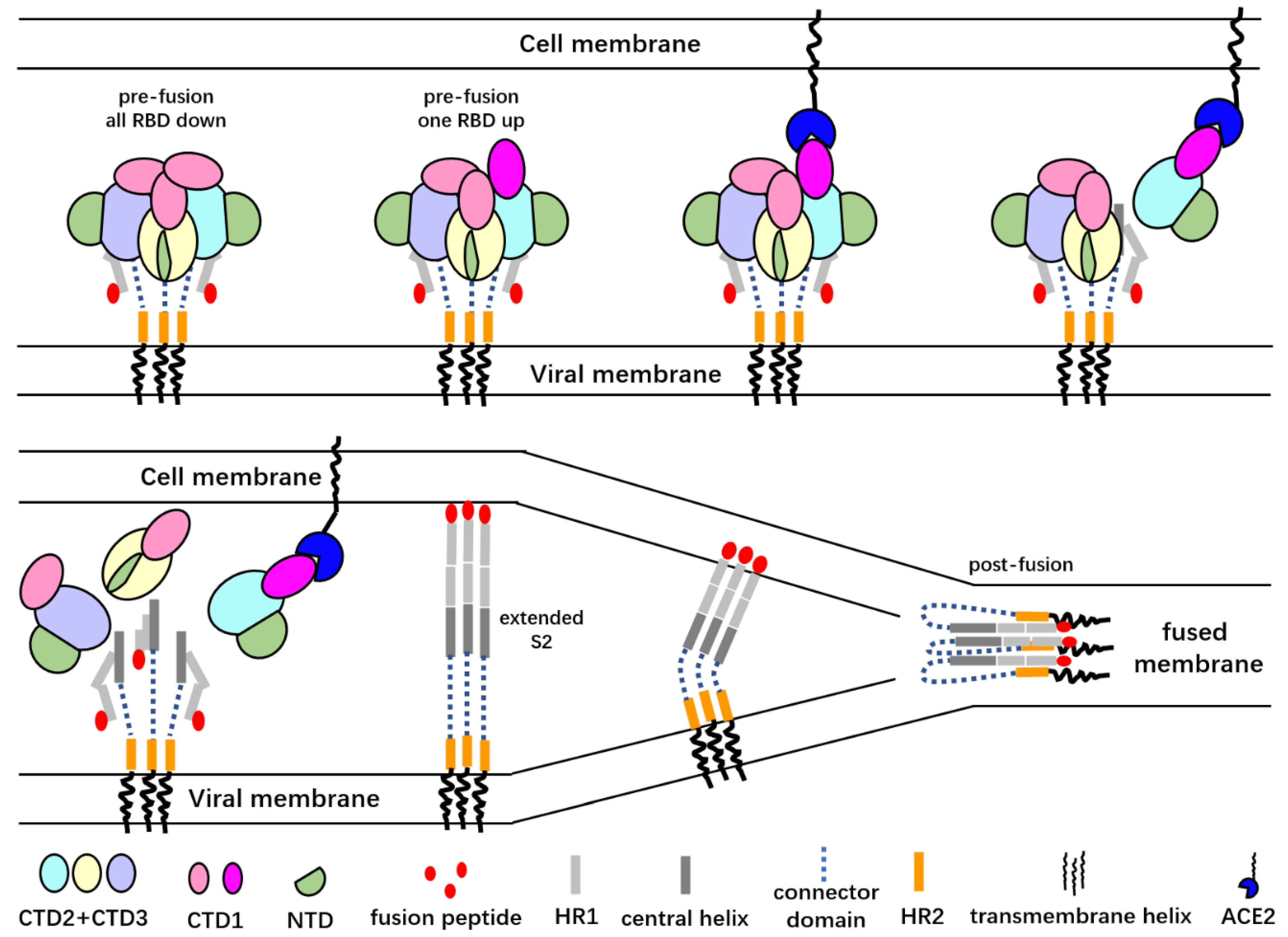 Viruses 12 01289 g002