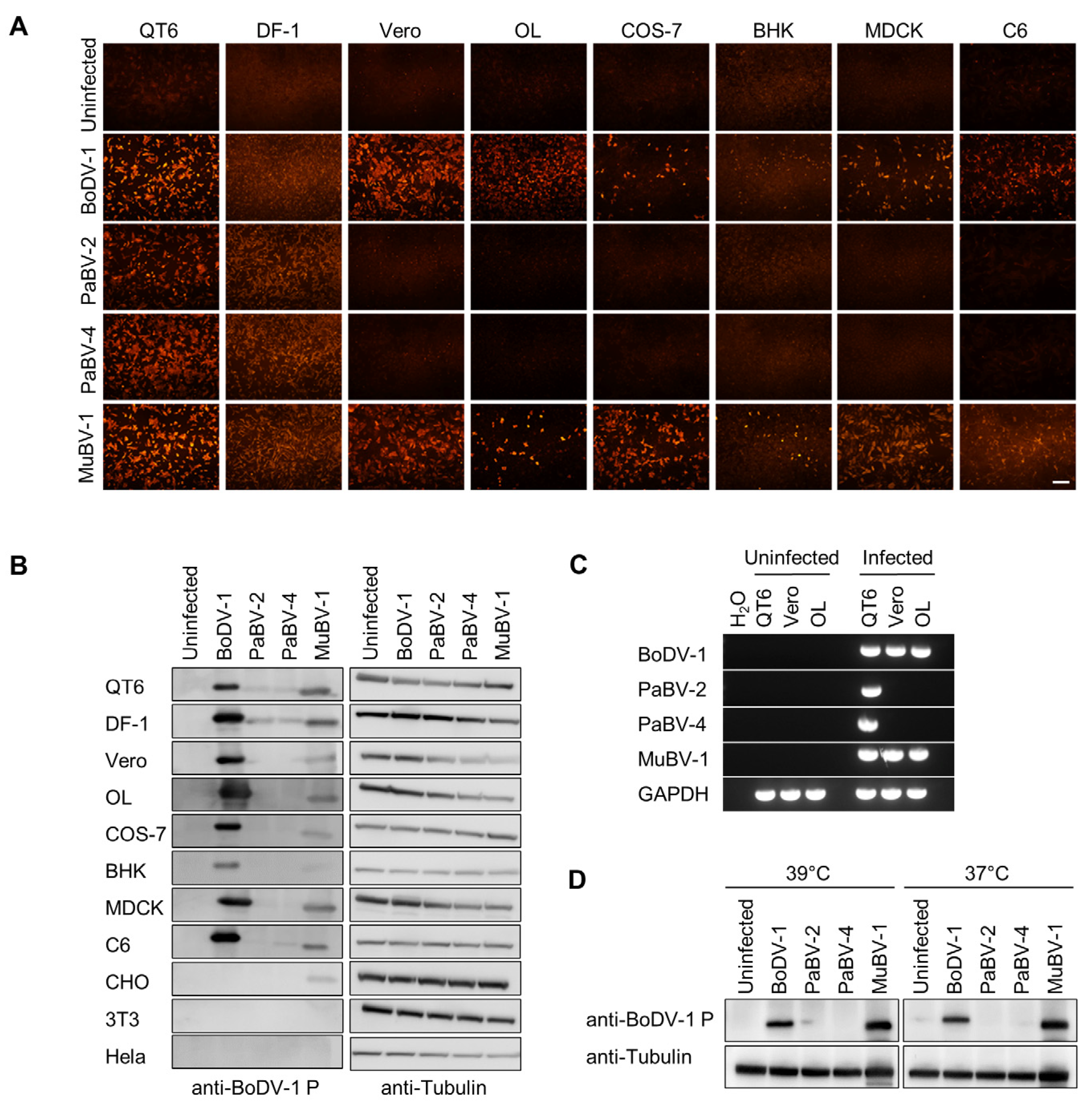 Viruses 12 01291 g001 Viruses 12 01291 g001