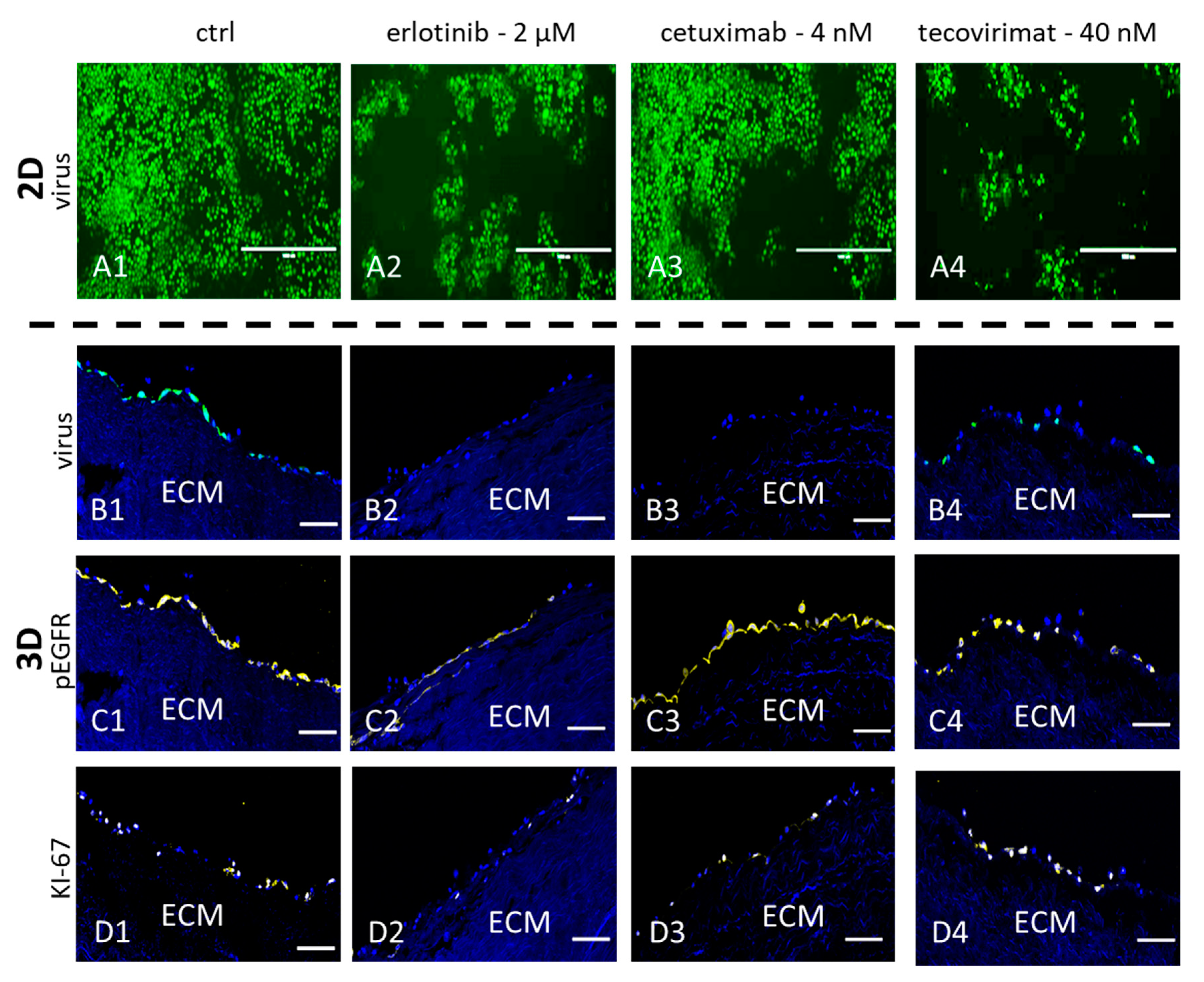 Viruses 12 01294 g005
