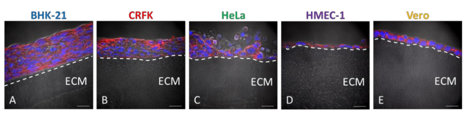 Viruses 12 01298 g003 Viruses 12 01298 g003