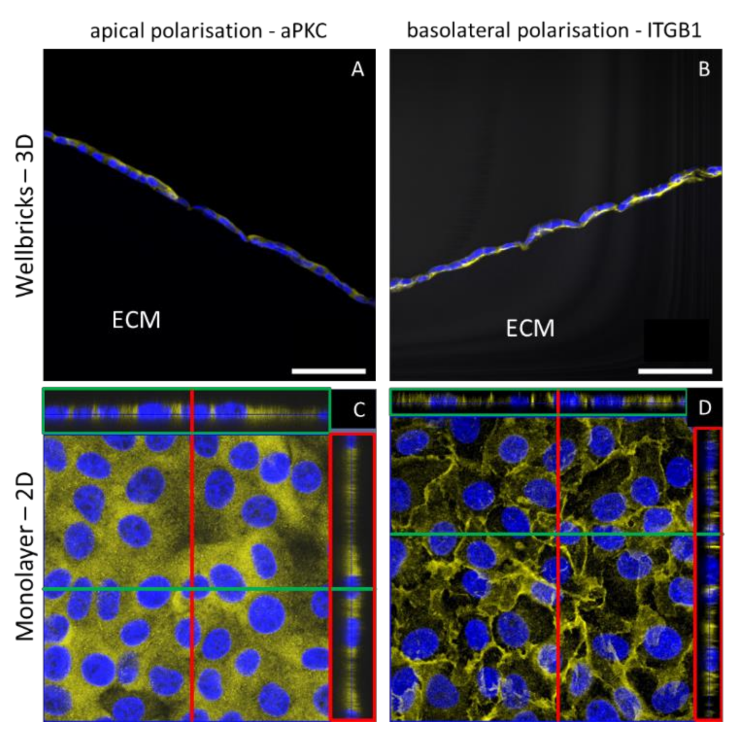 Viruses Free Full Text Simplified Bioprinting Based 3d Cell Culture Infection Models For Virus Detection Html