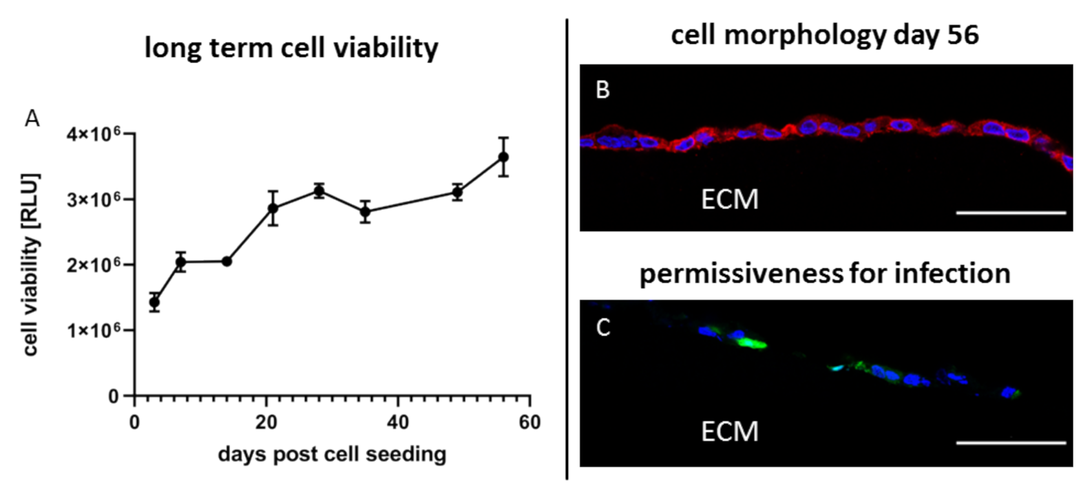 Viruses 12 01298 g007 Viruses 12 01298 g007