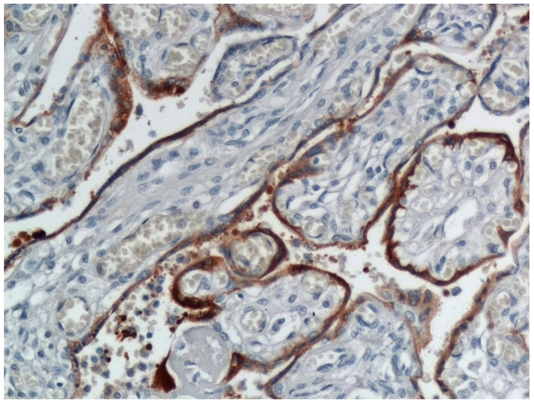 Viruses 12 01308 g002 Viruses 12 01308 g002