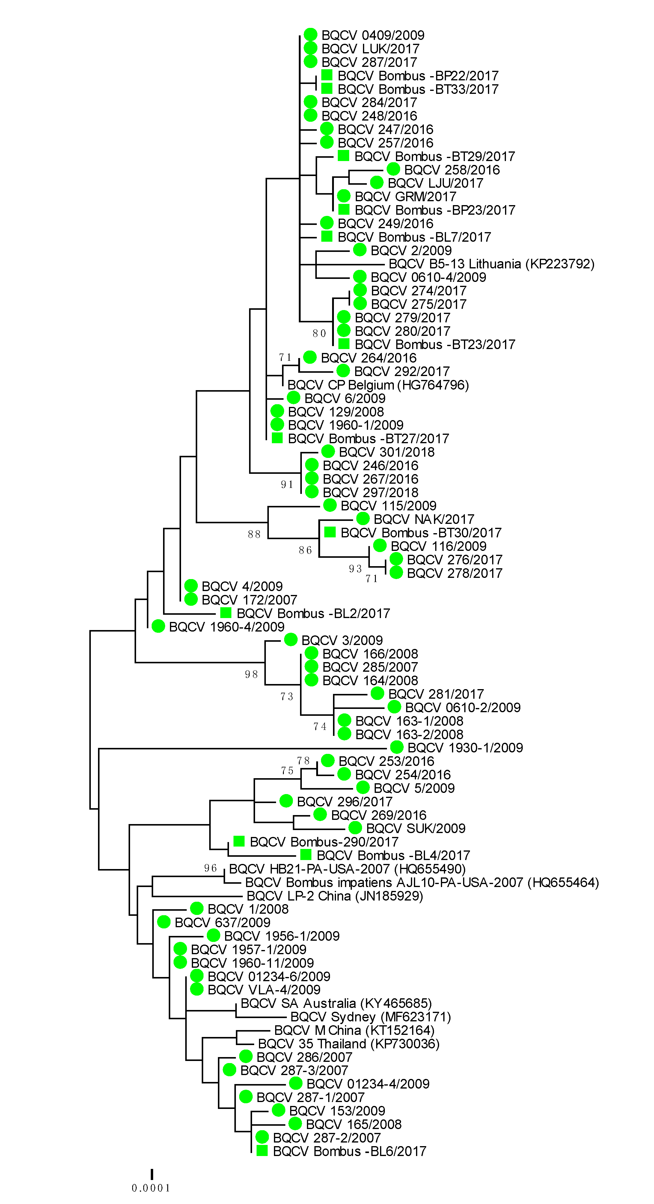 Viruses 12 01310 g003 Viruses 12 01310 g003