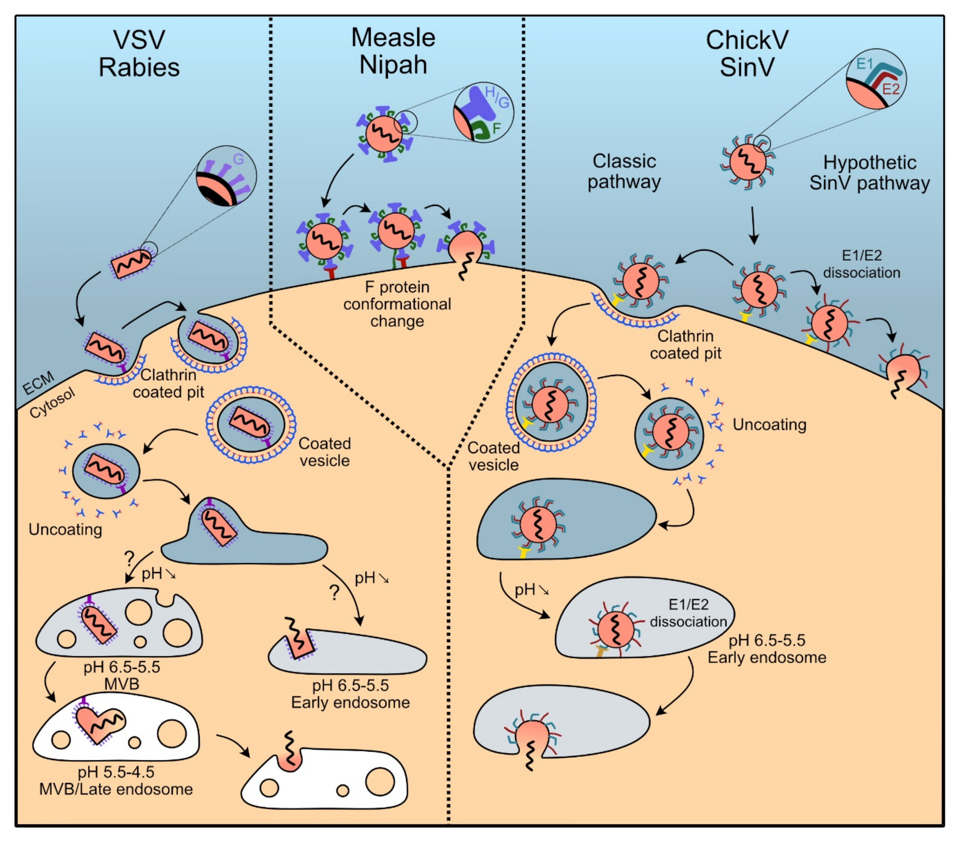 Viruses 12 01311 g004