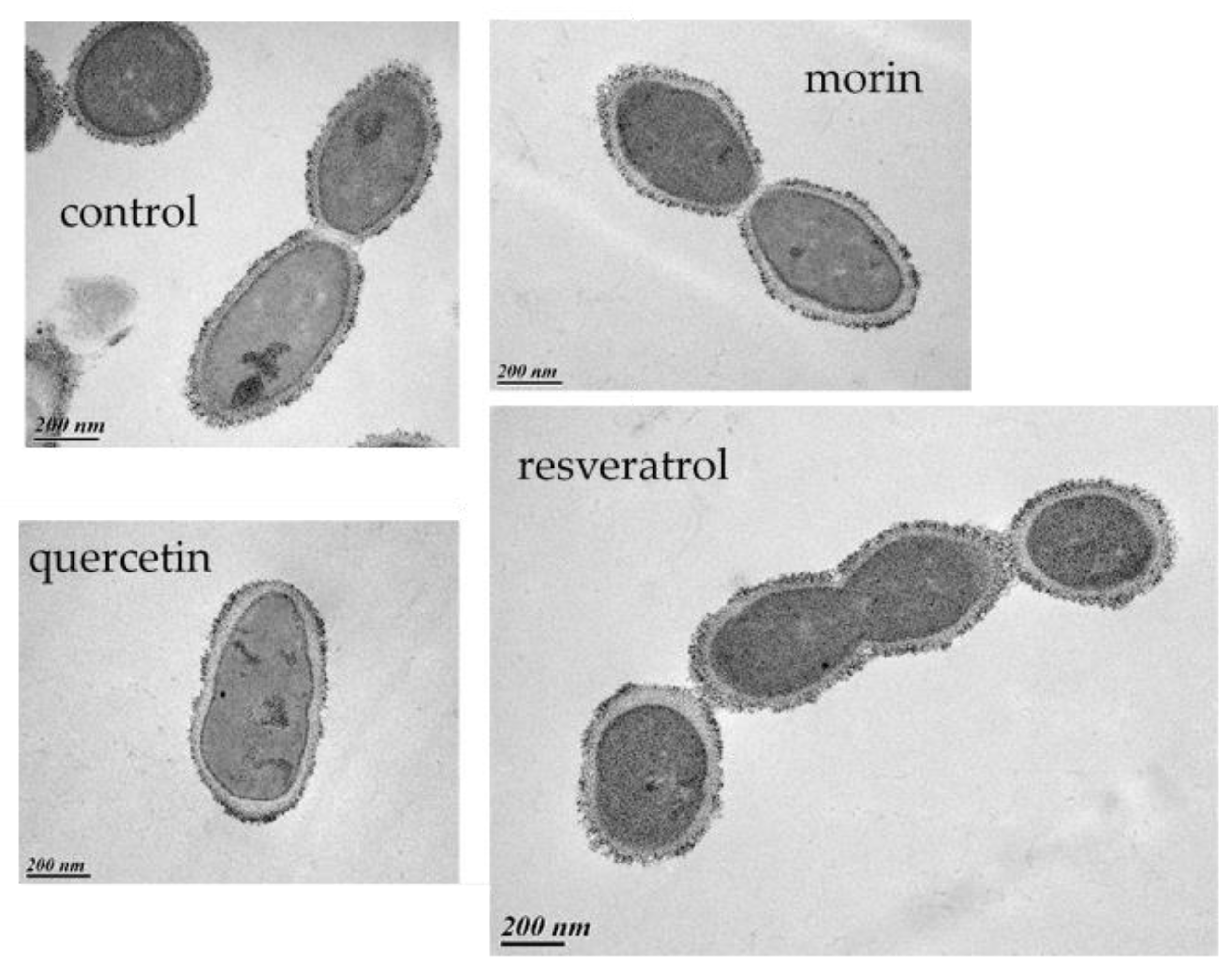 Viruses 12 01316 g005