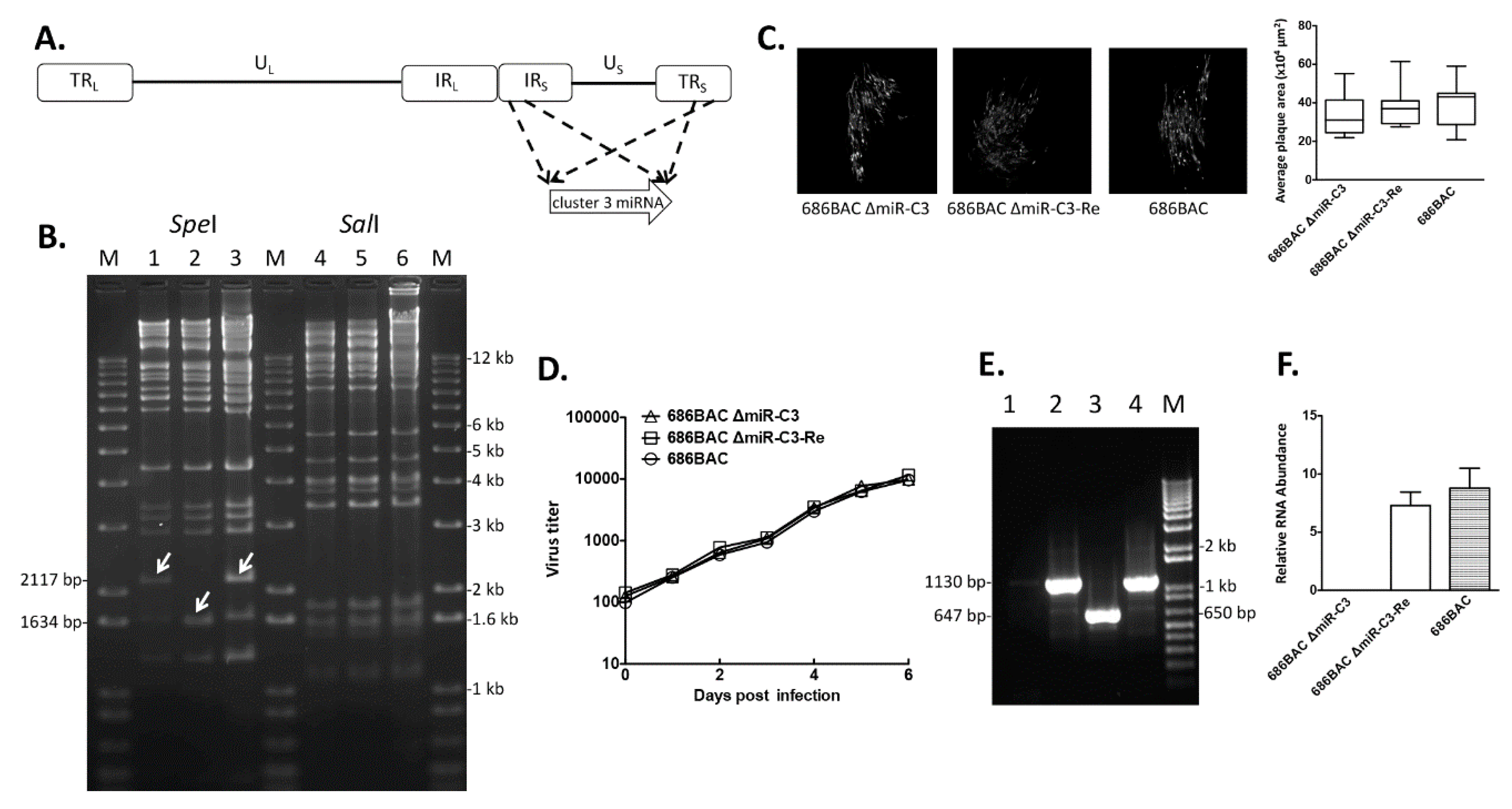 Viruses 12 01317 g001