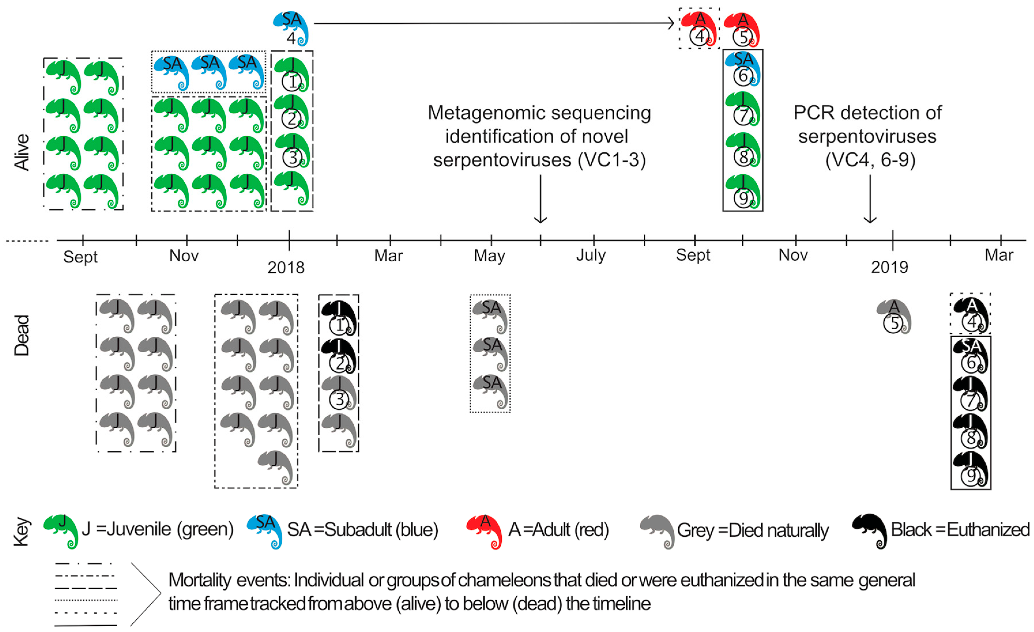 Viruses 12 01329 g001