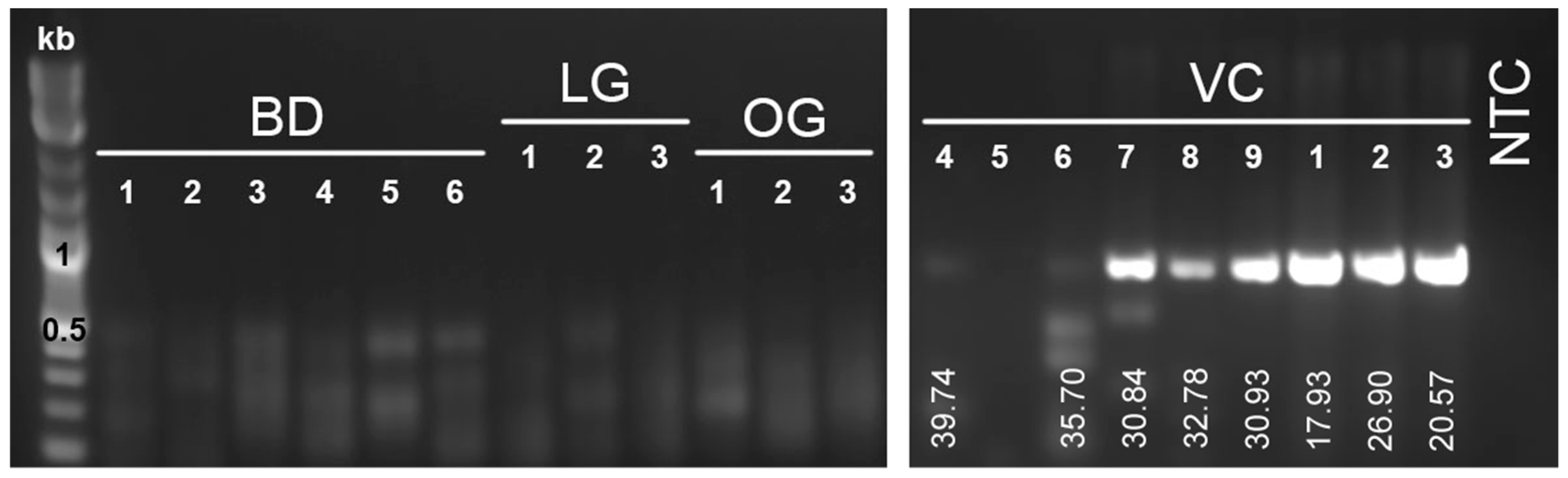 Viruses 12 01329 g003