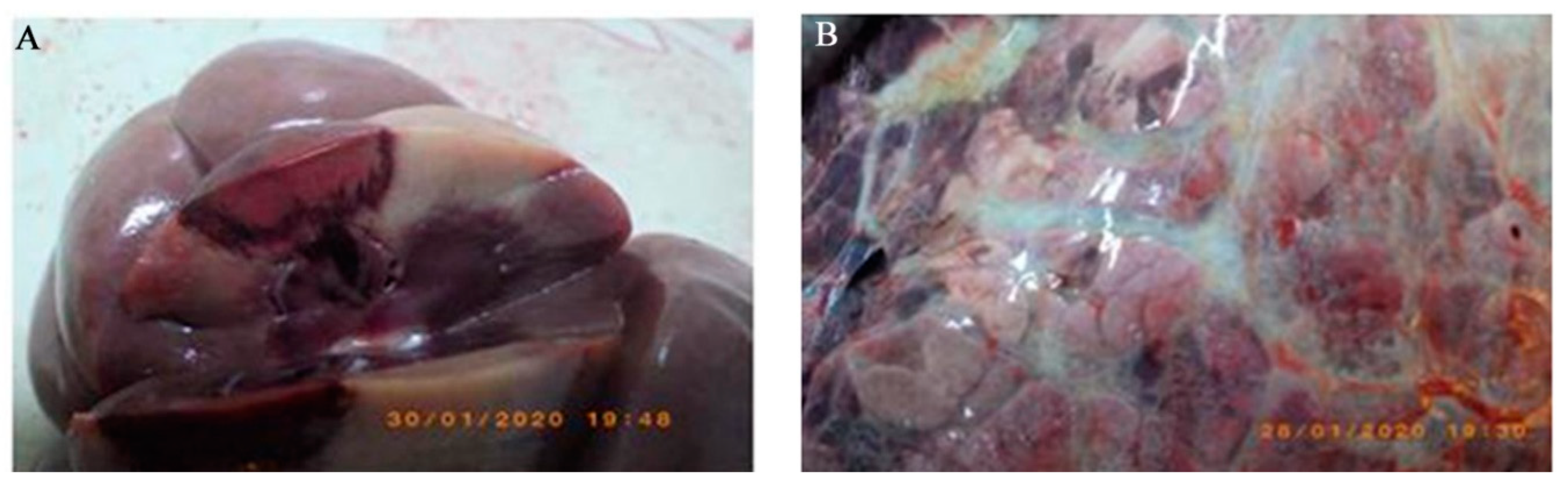 Viruses 12 01331 g001