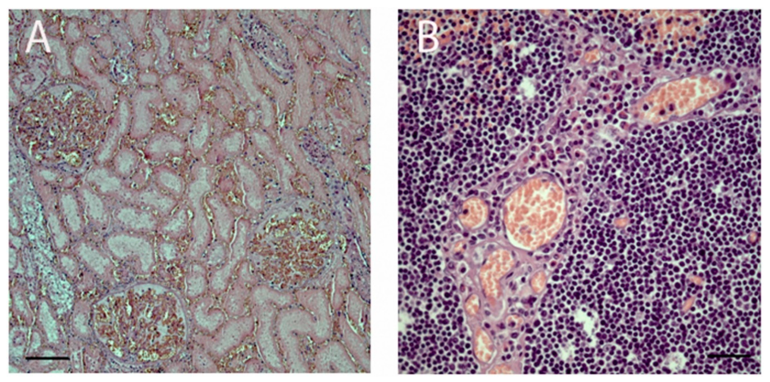 Viruses 12 01331 g003