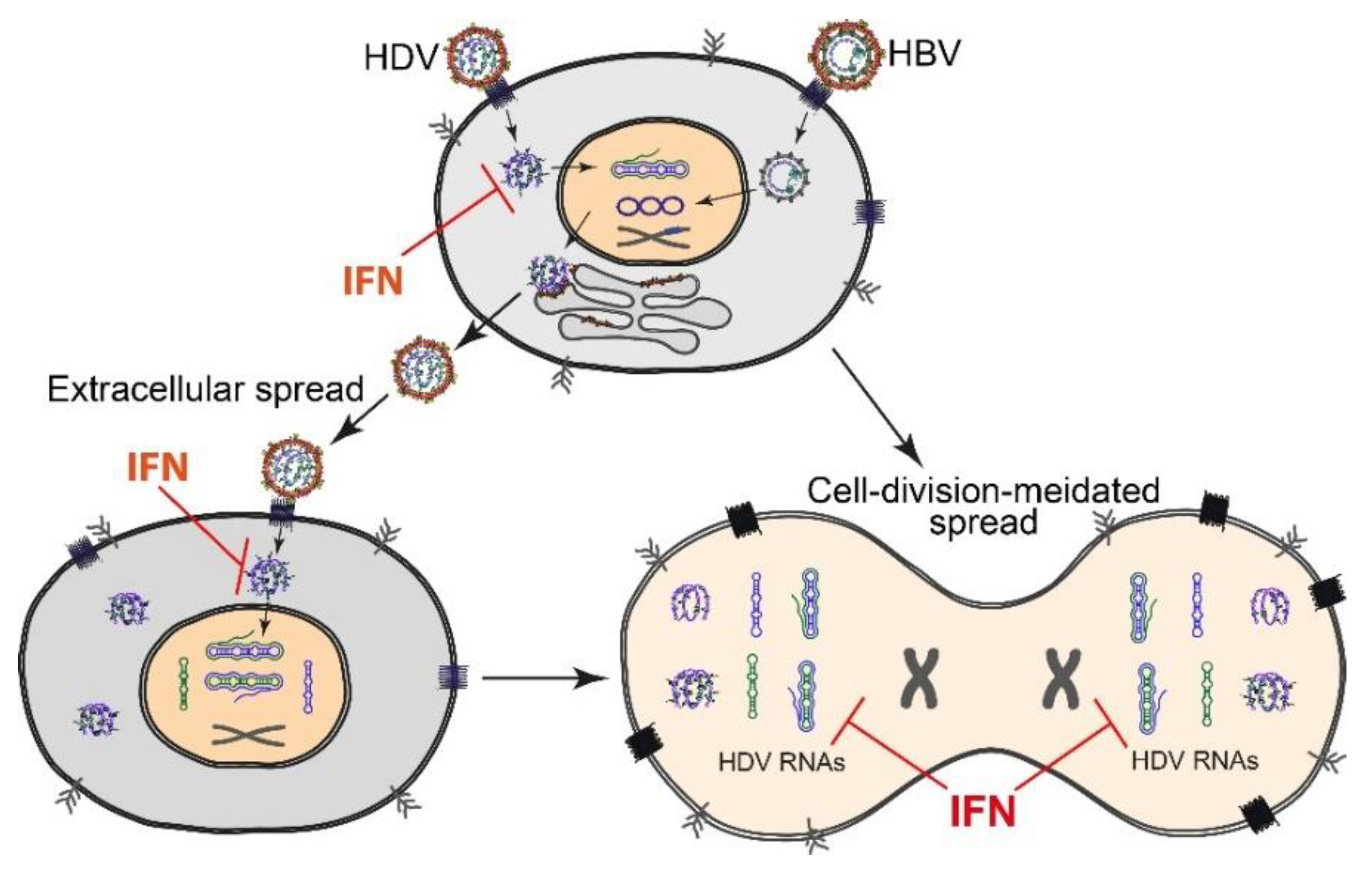 Viruses 12 01334 g003 Viruses 12 01334 g003