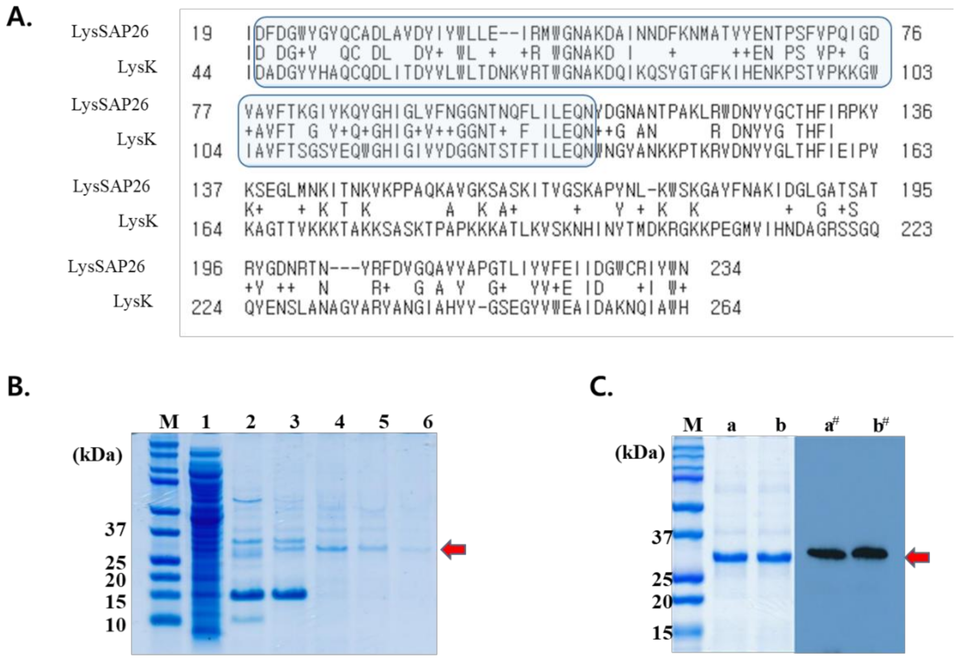 Viruses 12 01340 g001