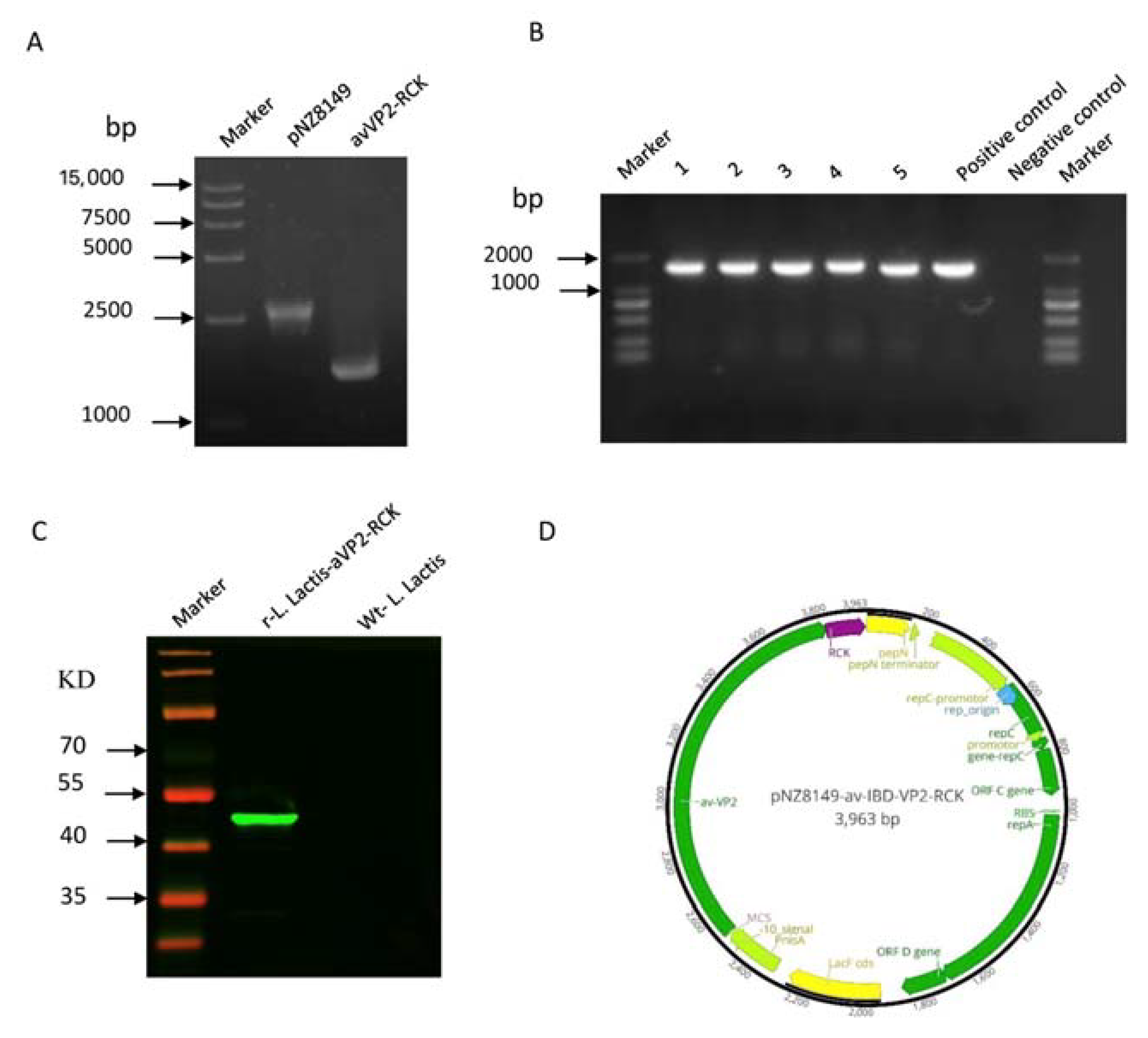 Viruses 12 01350 g001