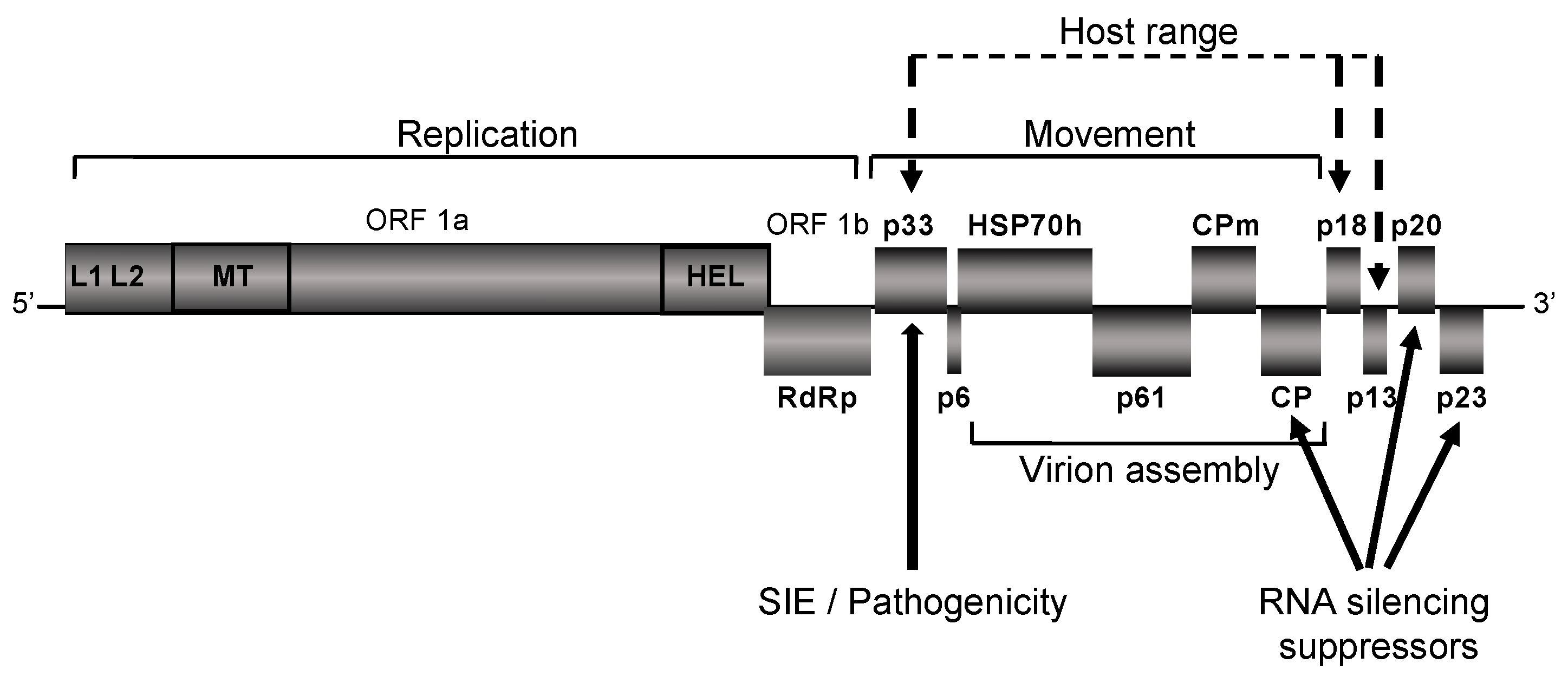 Viruses 12 01353 g002 Viruses 12 01353 g002