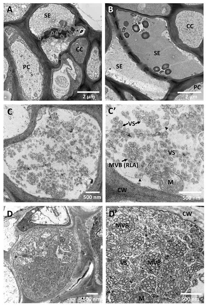 Viruses 12 01353 g003a Viruses 12 01353 g003a