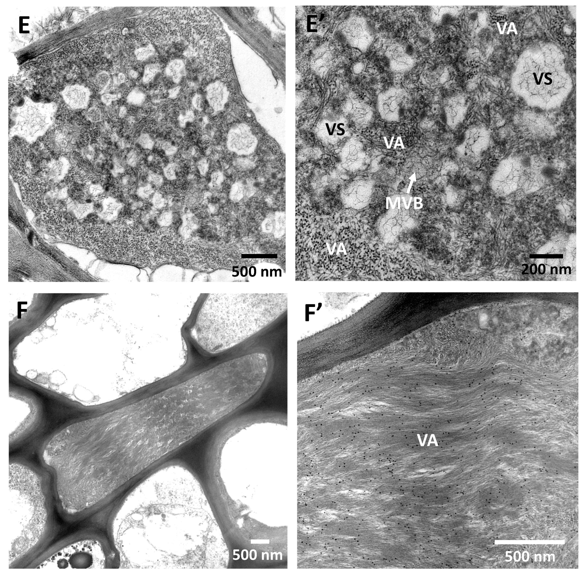 Viruses 12 01353 g003b Viruses 12 01353 g003b