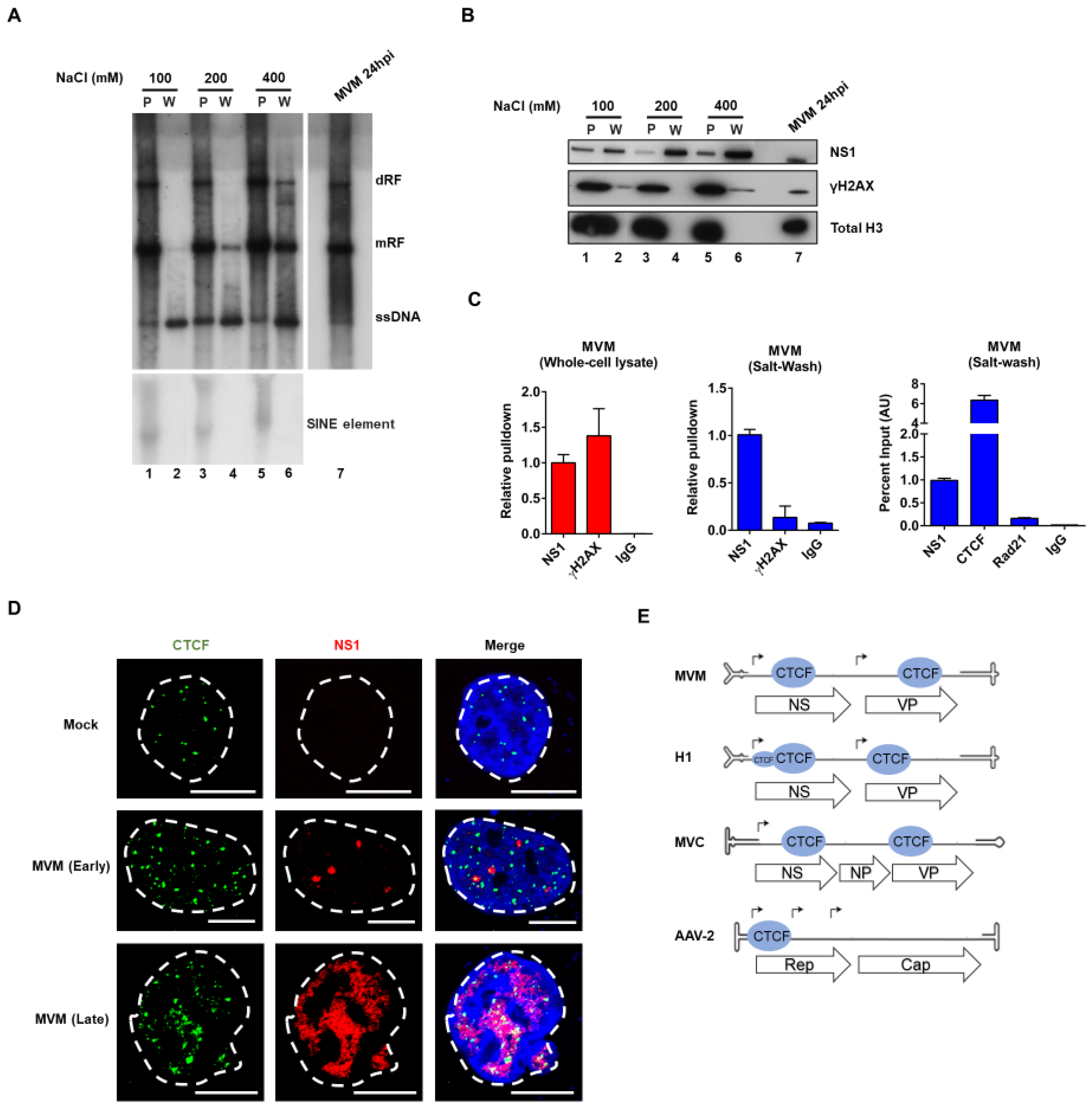 Viruses 12 01368 g001
