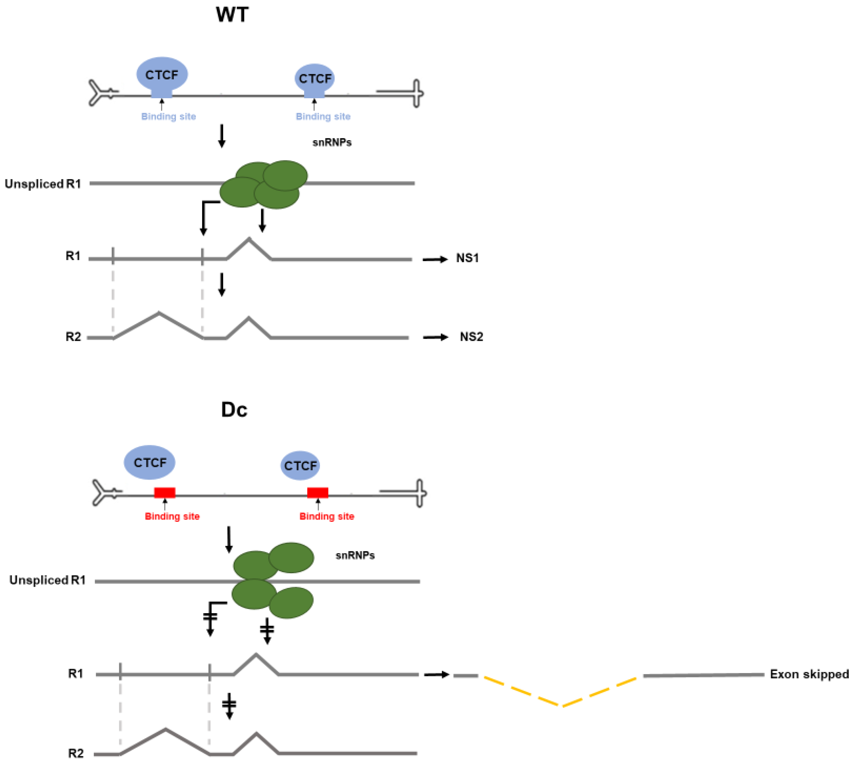 Viruses 12 01368 g005