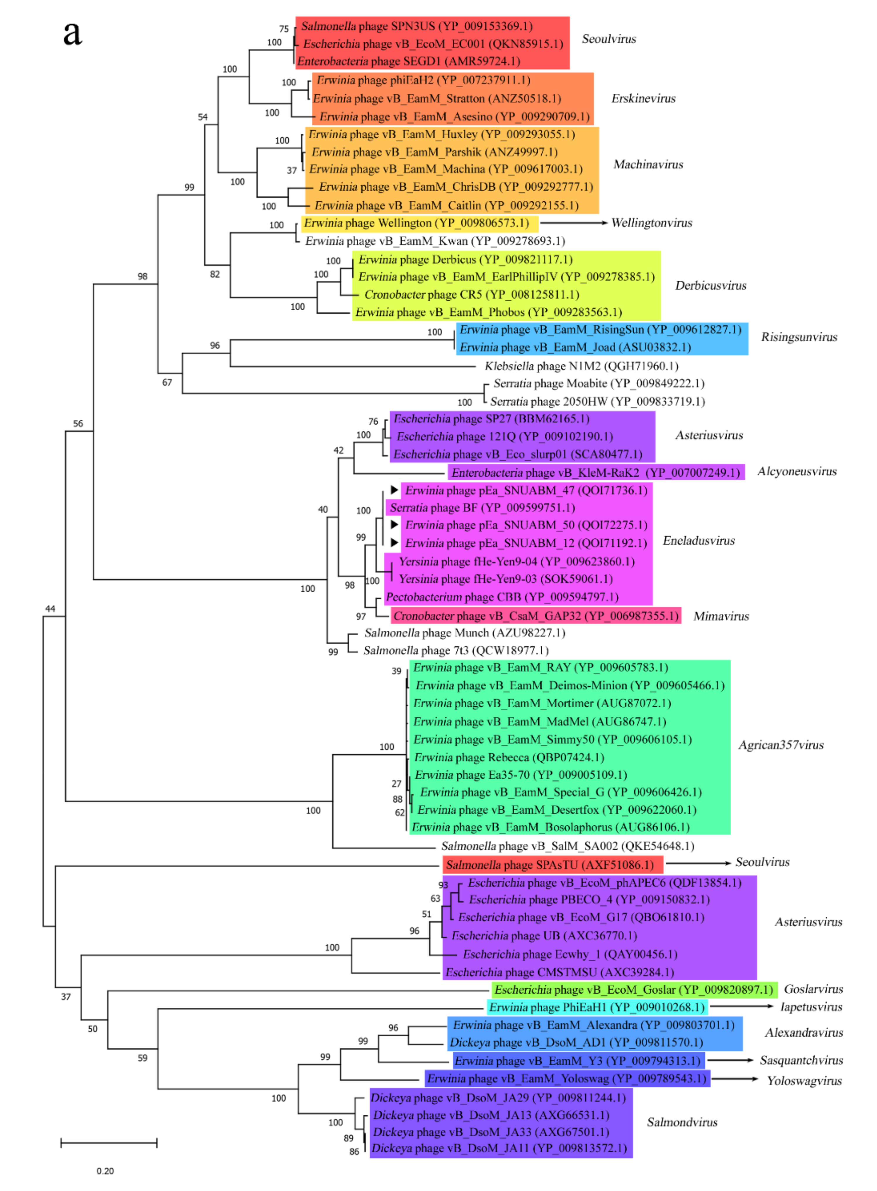 Viruses 12 01373 g004a Viruses 12 01373 g004a