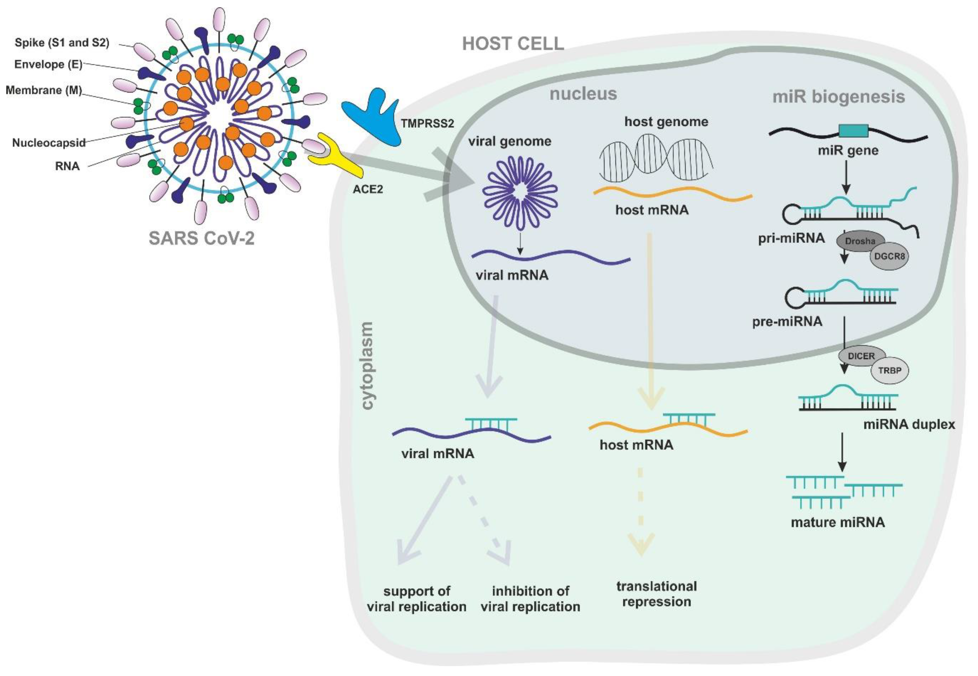 Viruses 12 01374 g001