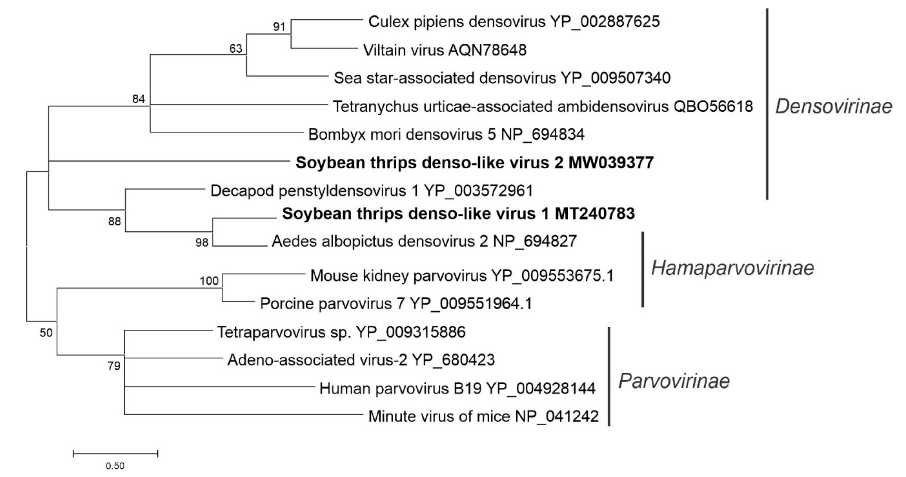 Viruses 12 01376 g016