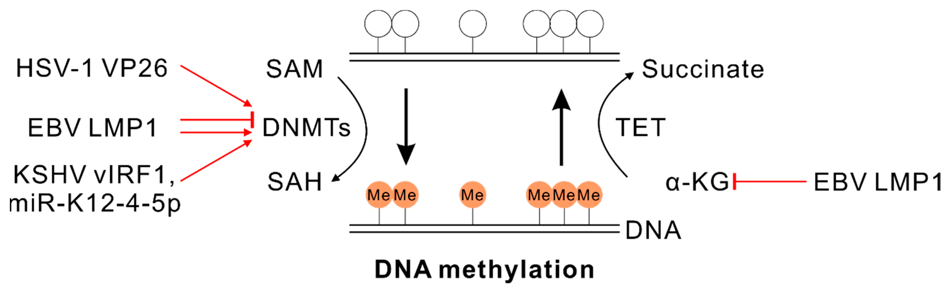 Viruses 12 01377 g001