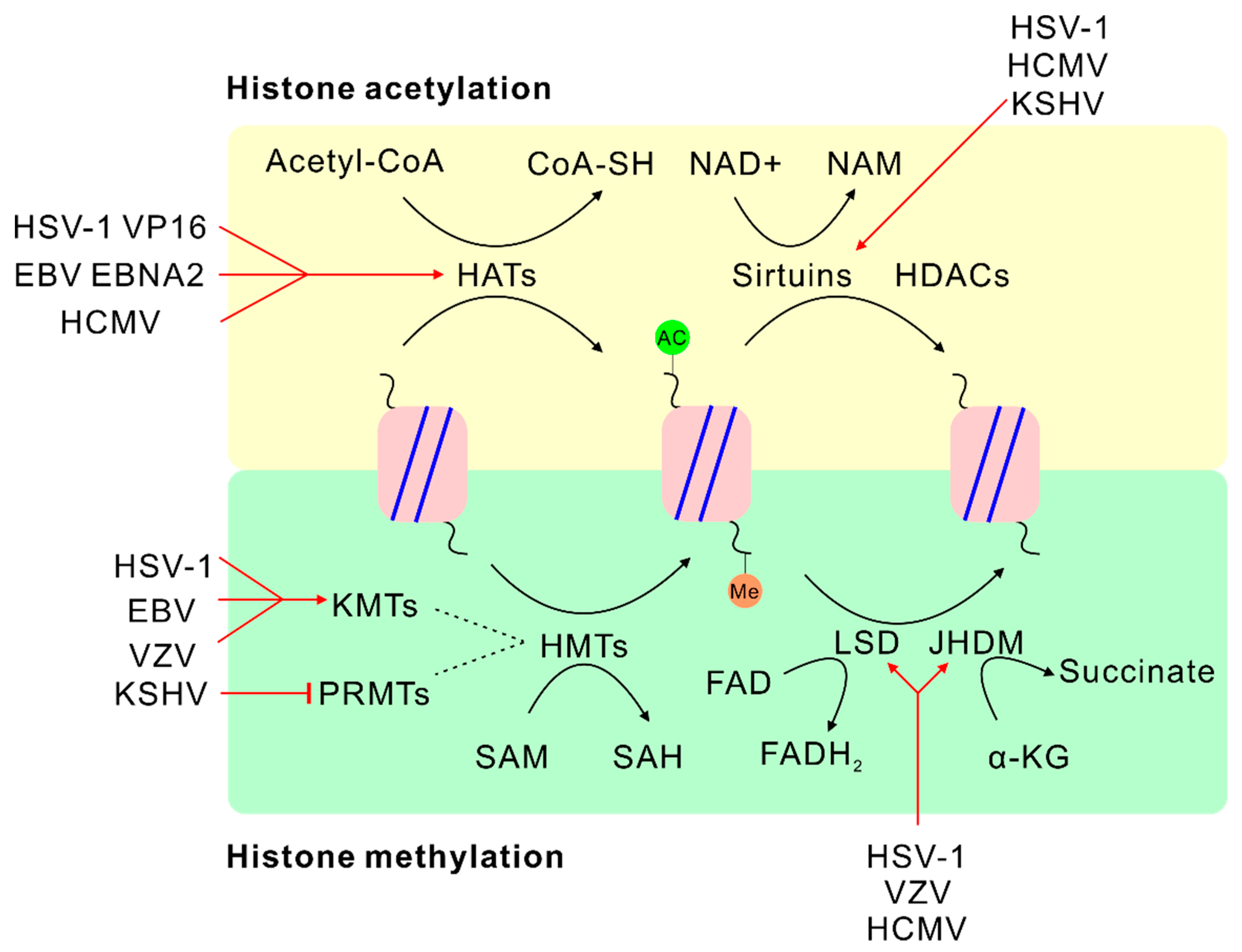 Viruses 12 01377 g002
