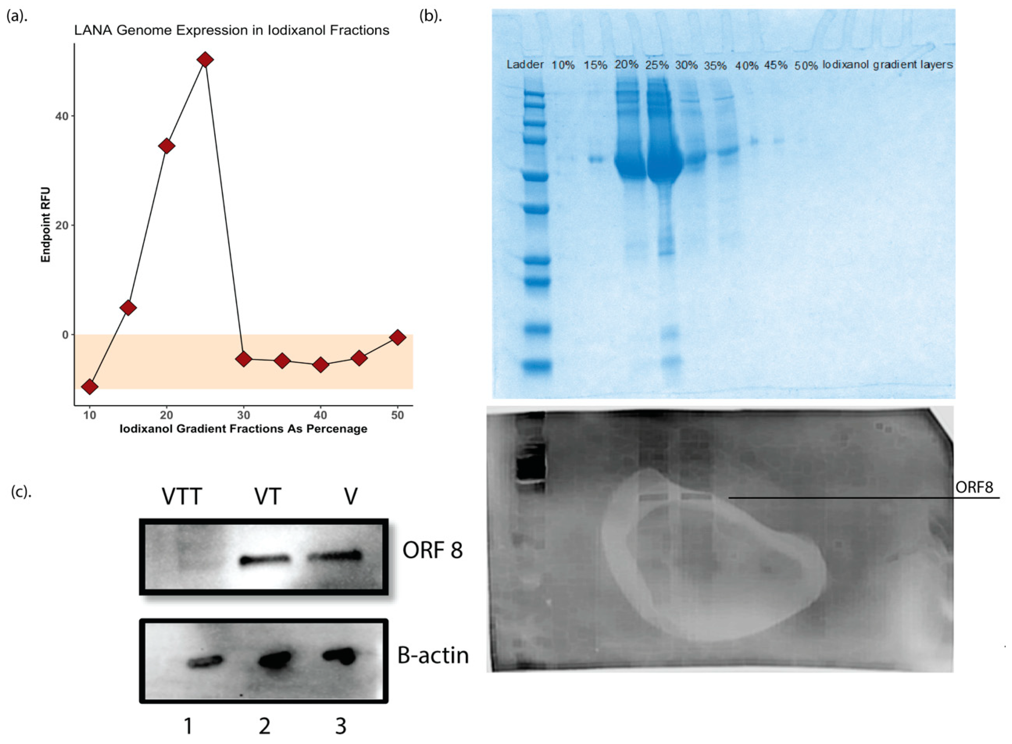 Viruses Free Full Text An Update Of The Virion Proteome Of Kaposi Sarcoma Associated Herpesvirus Html