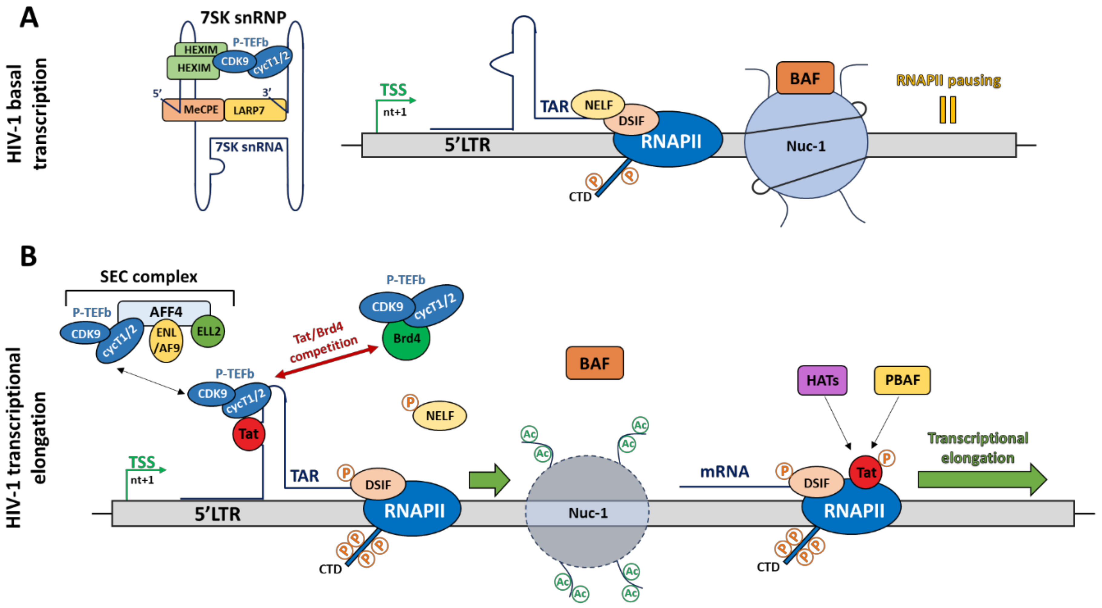 Viruses 12 01385 g002 Viruses 12 01385 g002